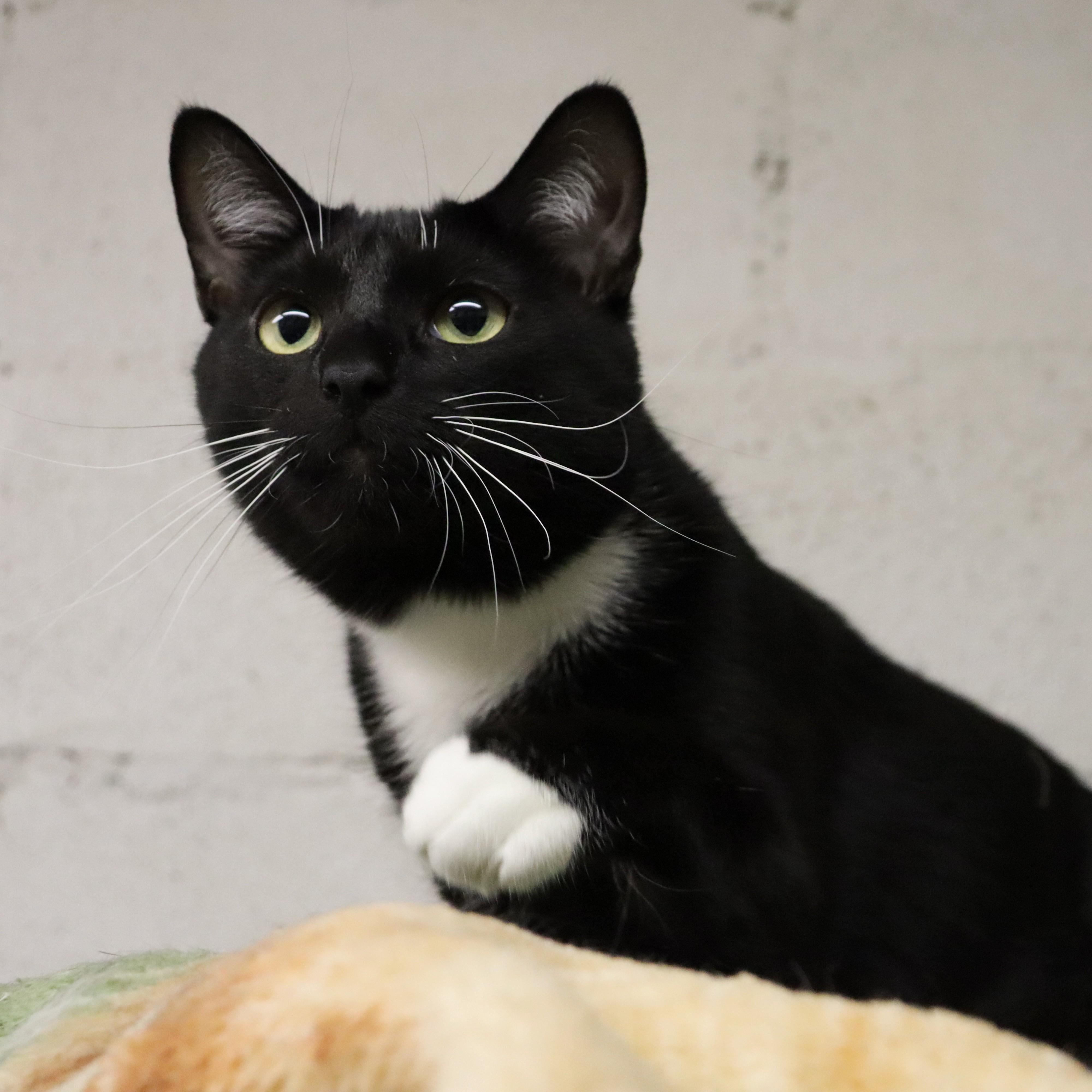 Chanel, a Adoptable Domestic Short Hair in Beacon, NY image 3/6