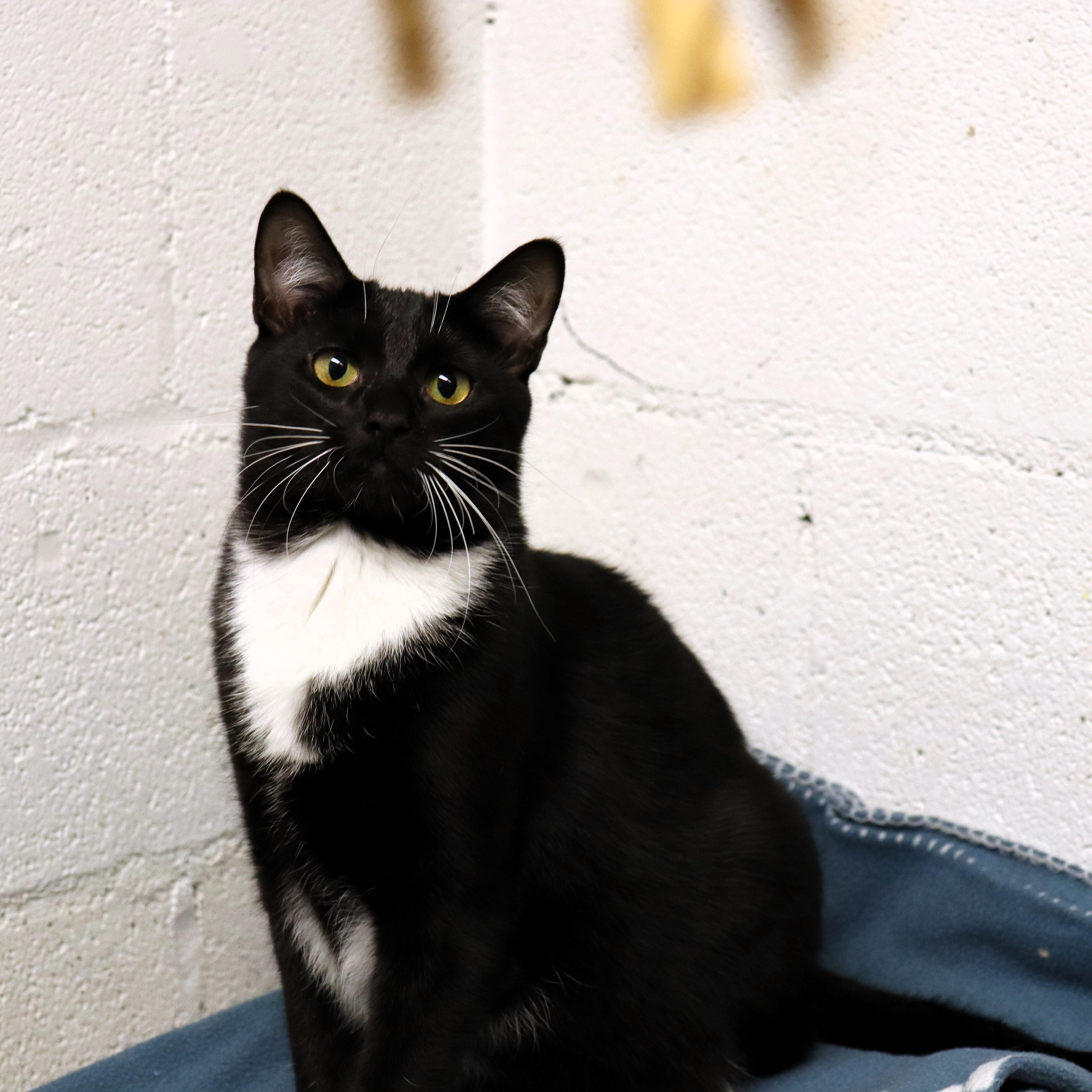 Chanel, a Adoptable Domestic Short Hair in Beacon, NY image 2/6