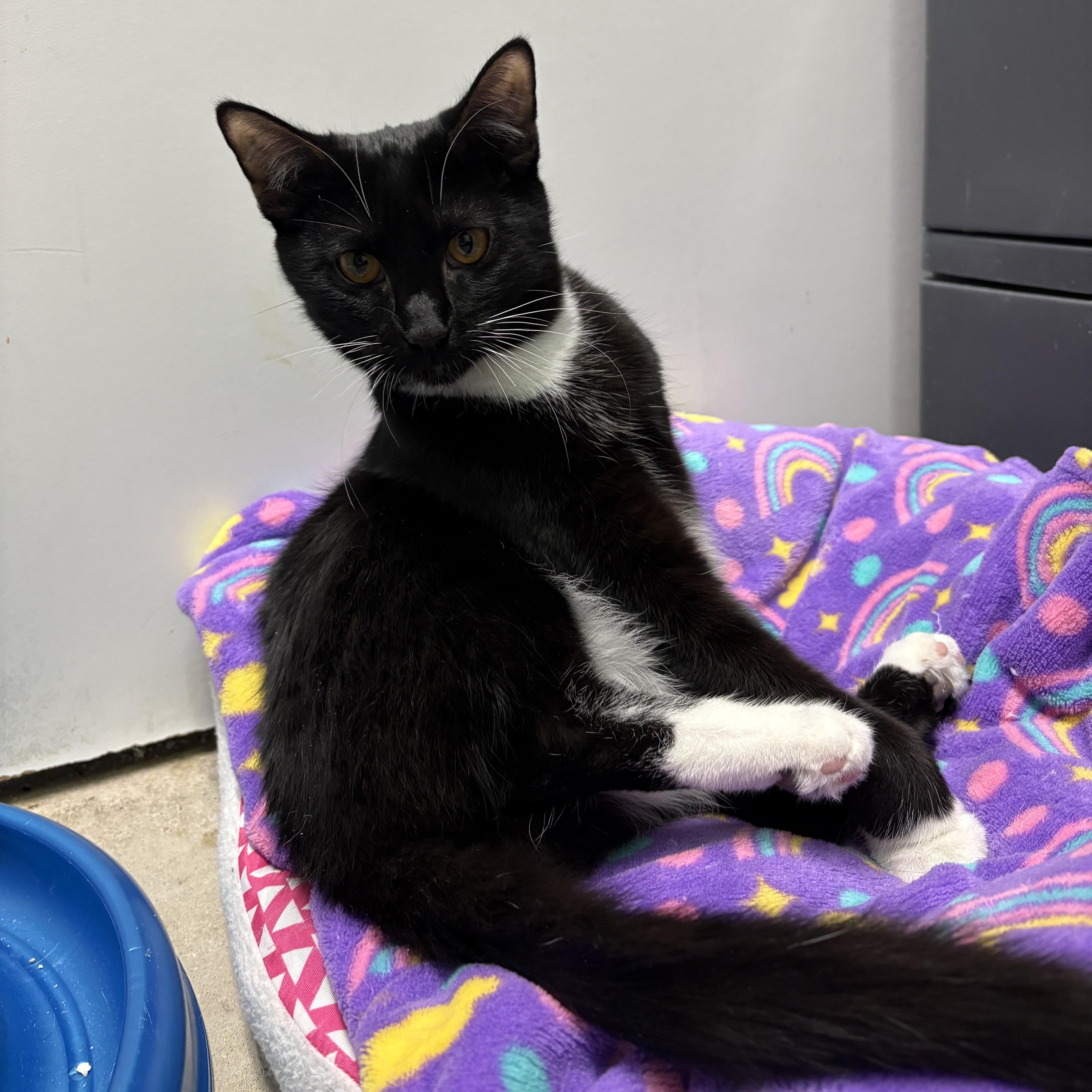 Chanel, a Adoptable Domestic Short Hair in Beacon, NY image 4/6