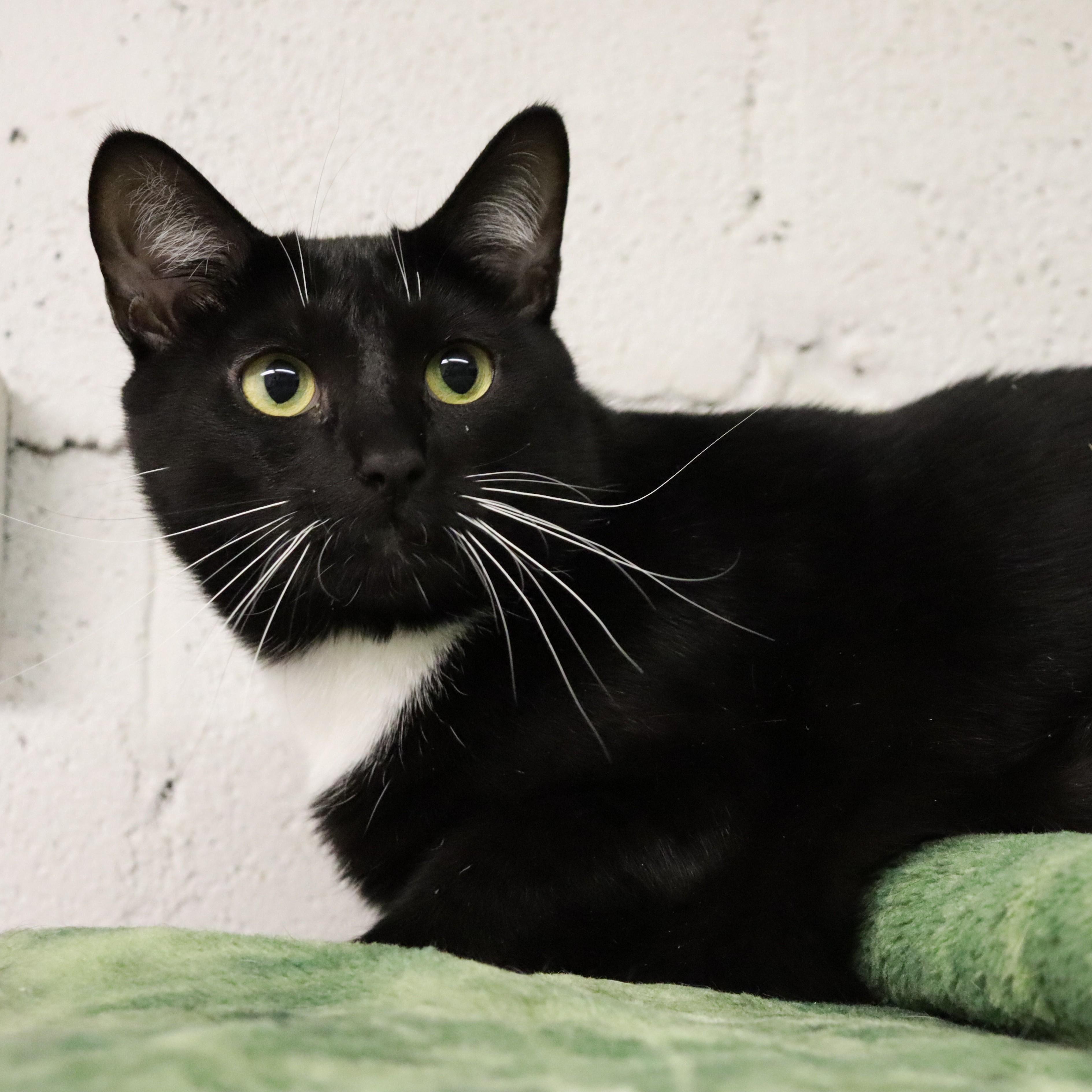 Chanel, a Adoptable Domestic Short Hair in Beacon, NY image 4/6