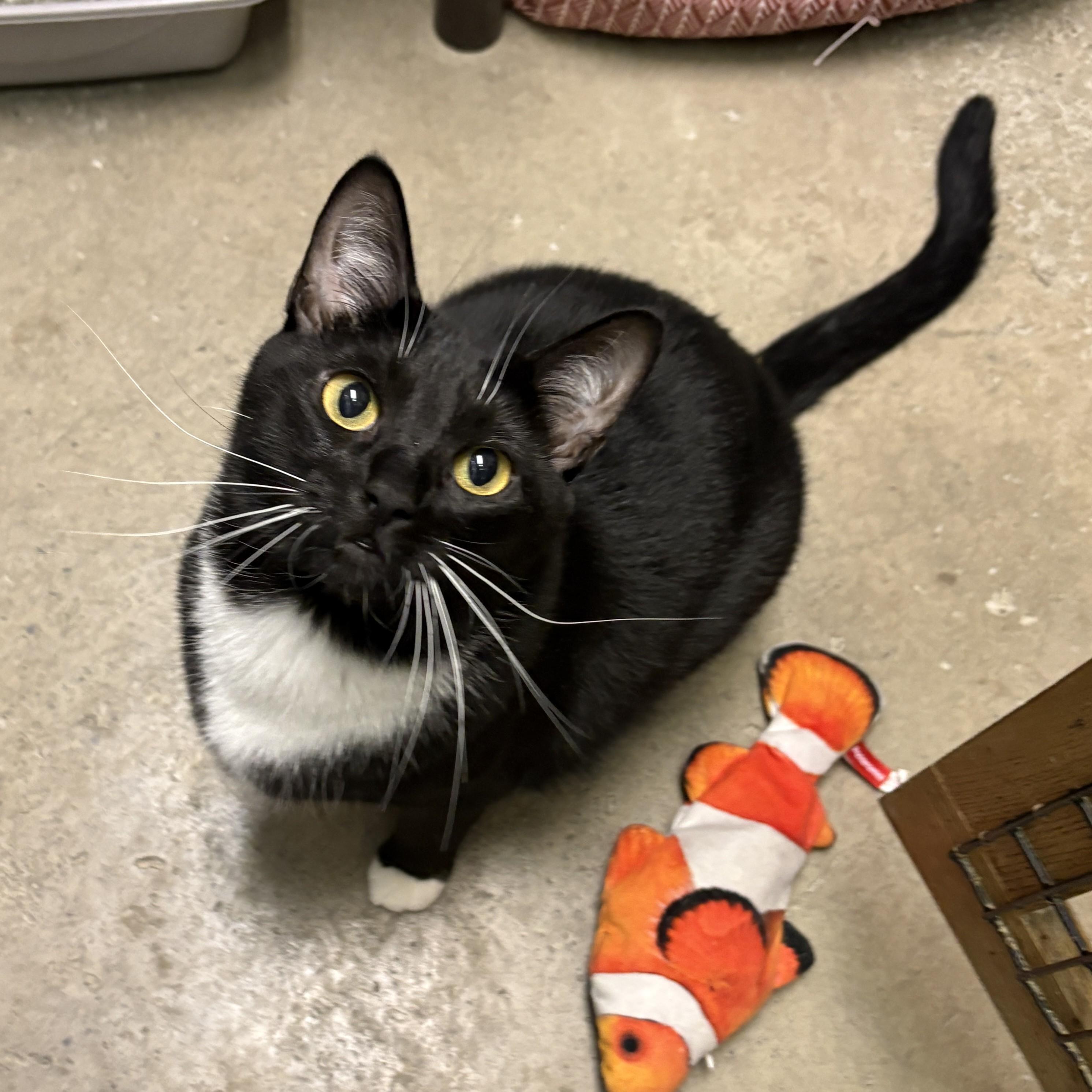 Chanel, a Adoptable Domestic Short Hair in Beacon, NY image 1/6