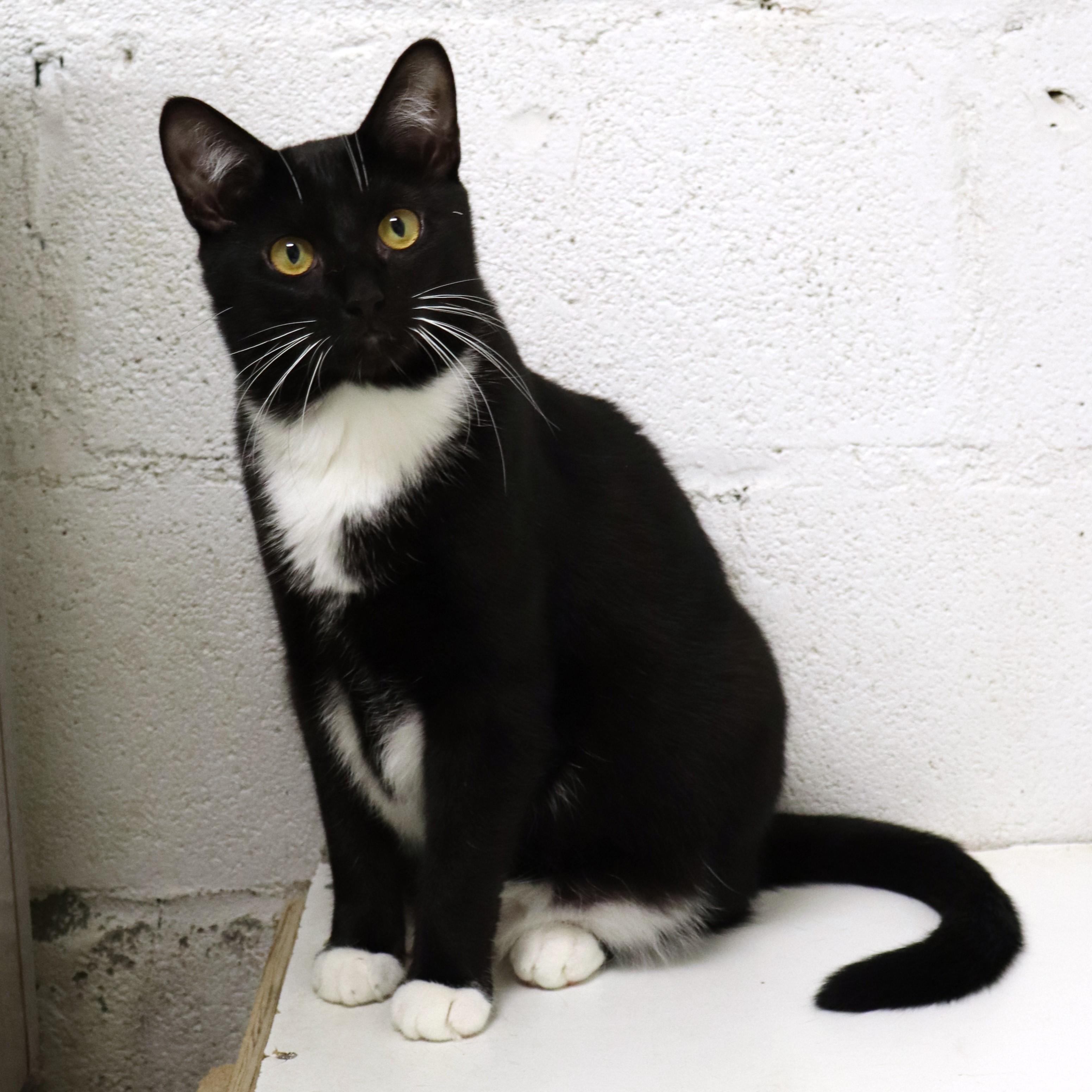 Chanel, a Adoptable Domestic Short Hair in Beacon, NY image 1/6