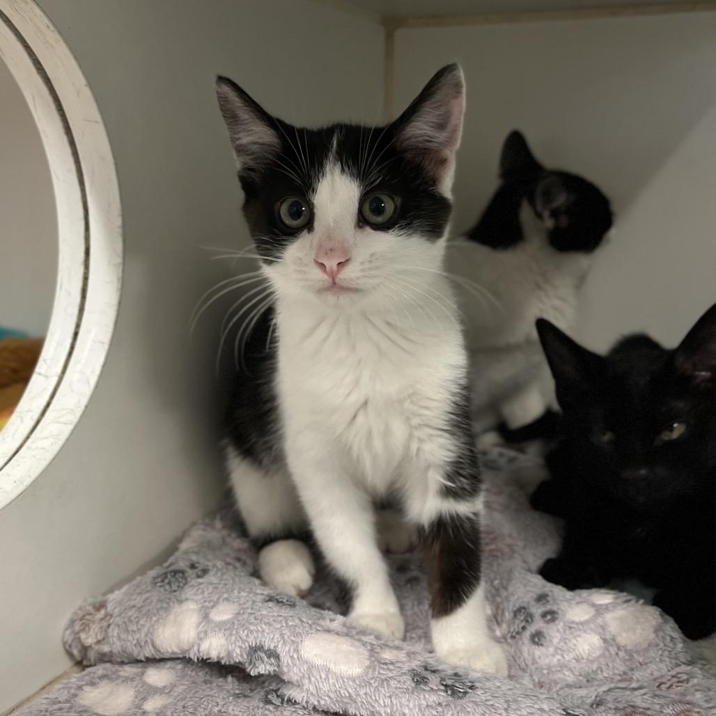 Seafoam, Adoptable, Kitten Female Domestic Short Hair.