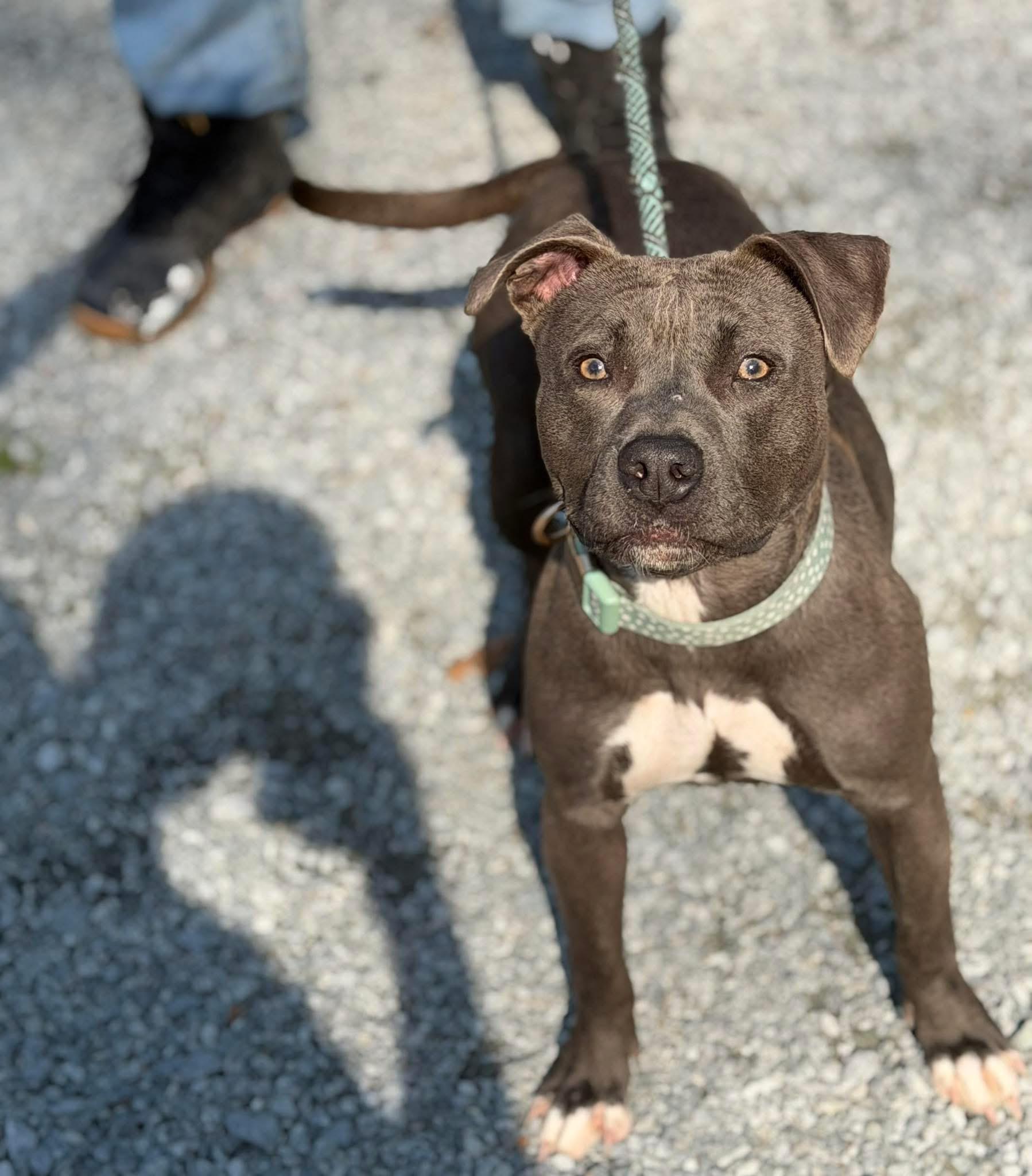 Enlarge Gracie, an adopted mixed breed in Elizabethtown, NC image 1/1