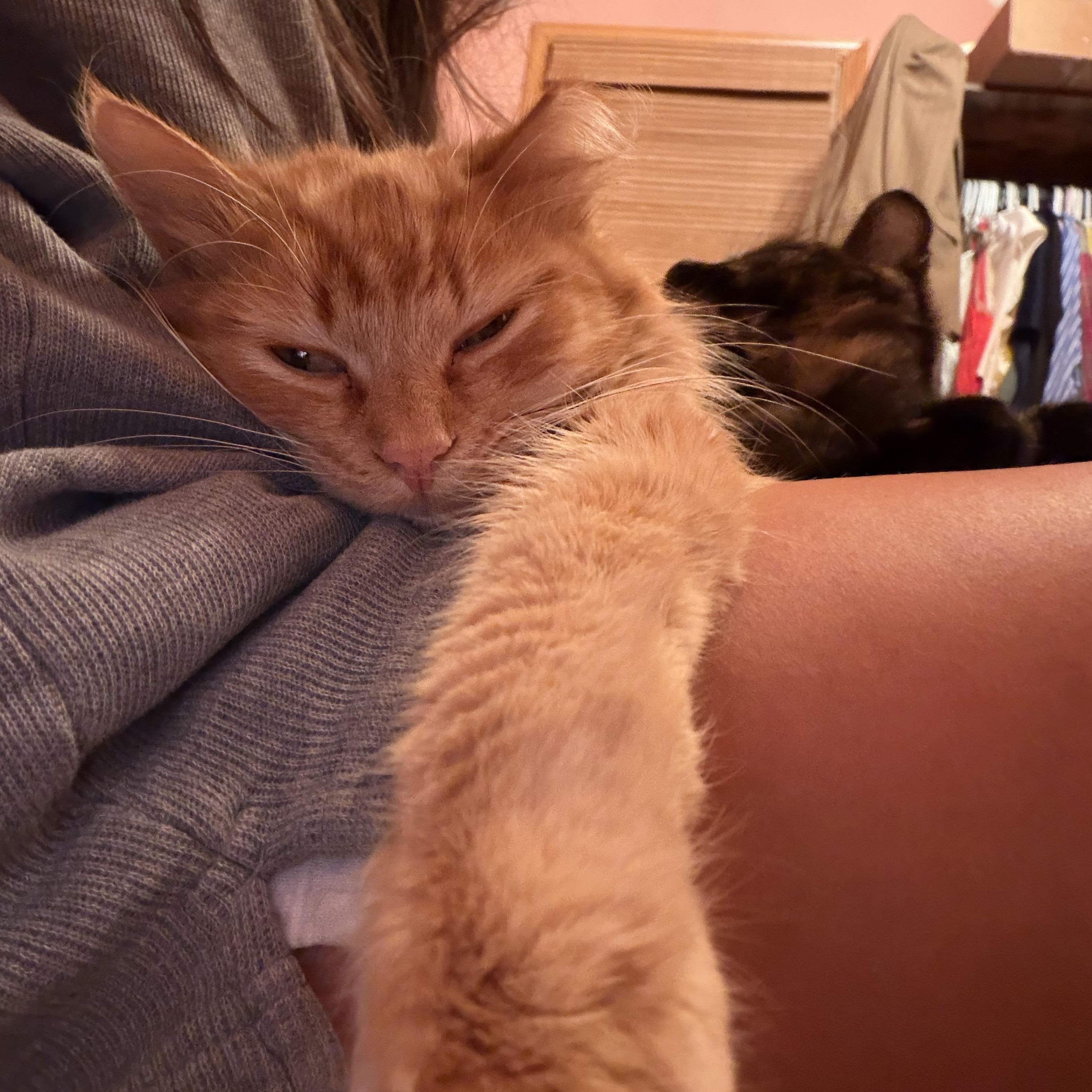Hannon, an adopted Domestic Medium Hair in Milwaukee, WI image 3/6