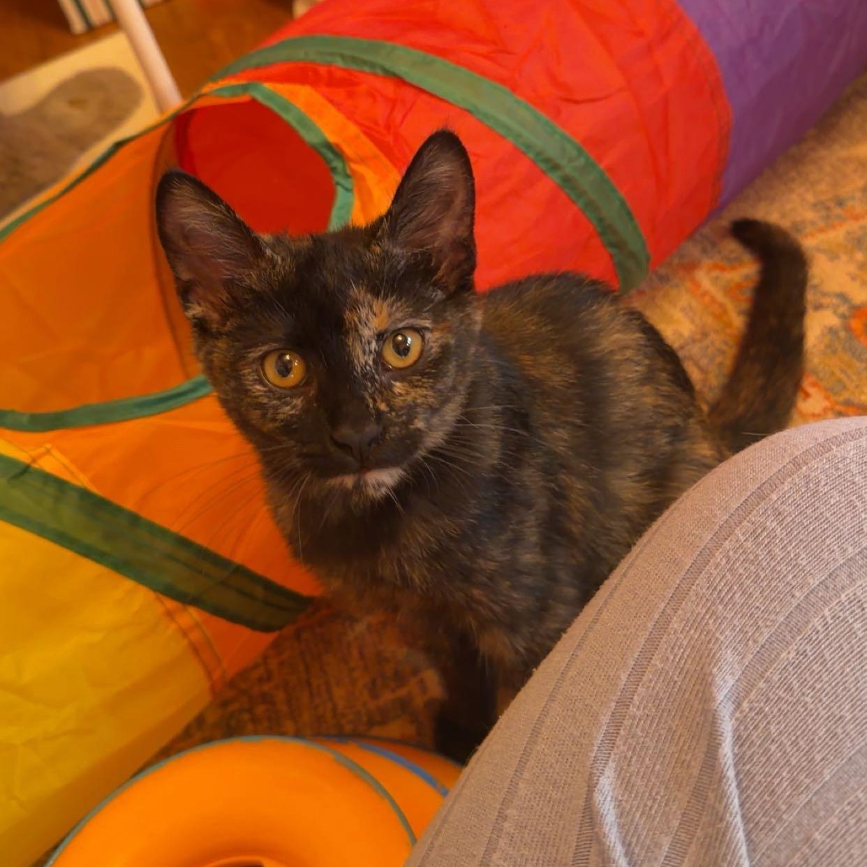 Hannon, an adopted Domestic Medium Hair in Milwaukee, WI image 5/6