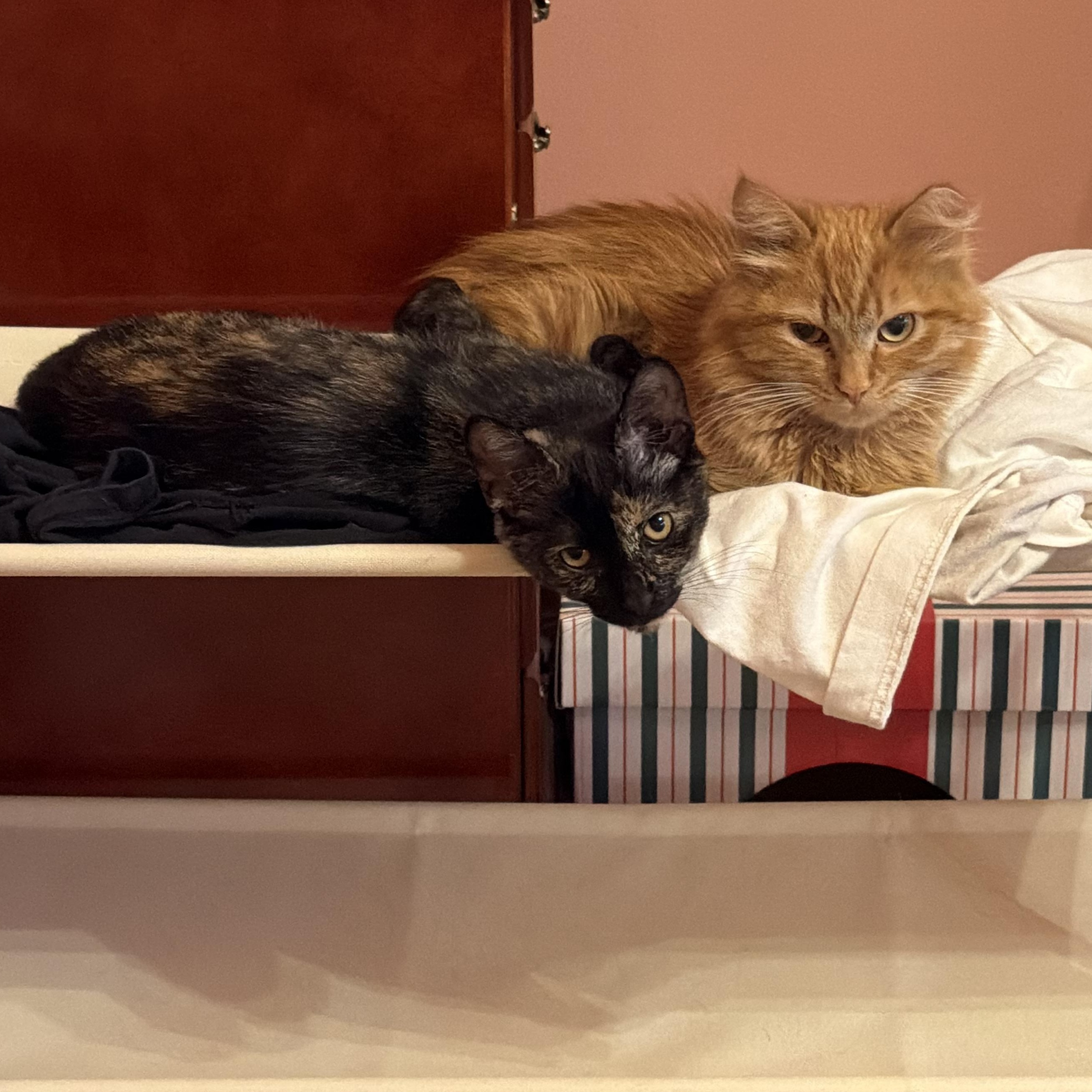 Hannon, an adopted Domestic Medium Hair in Milwaukee, WI image 6/6