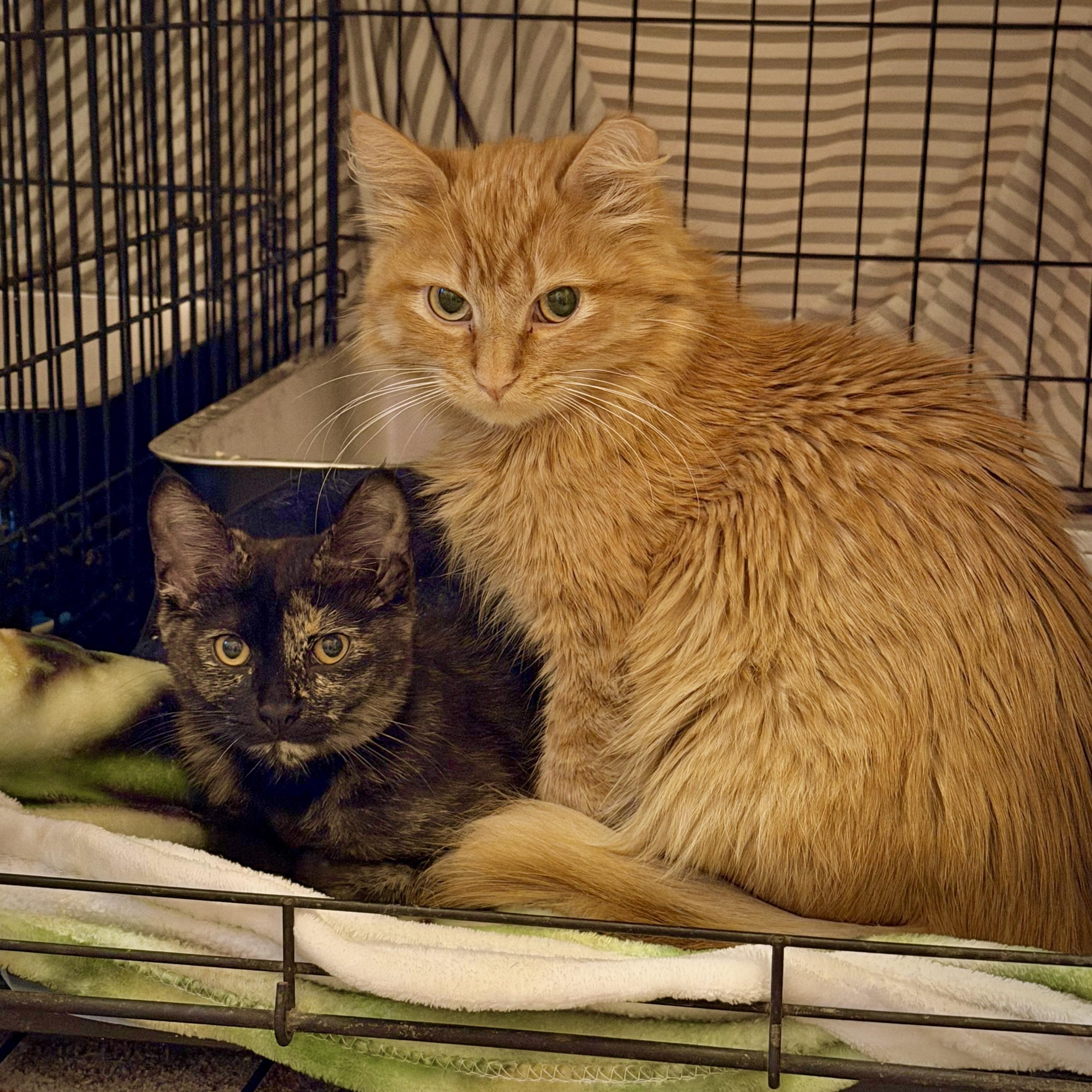 Hannon, an adopted Domestic Medium Hair in Milwaukee, WI image 2/6