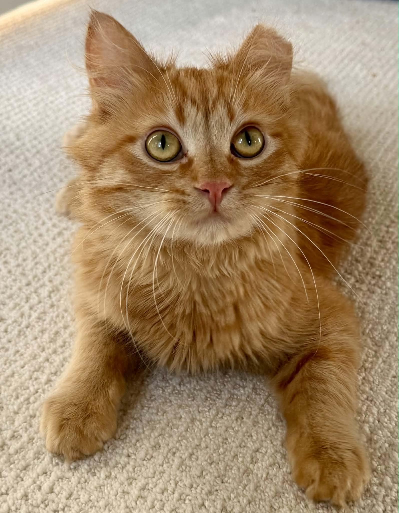 Hannon, an adopted Domestic Medium Hair in Milwaukee, WI image 4/6