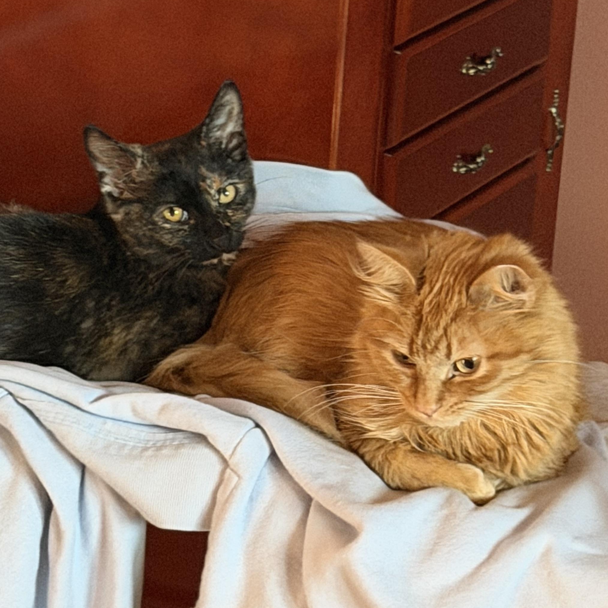 Hannon, adopted, Young Male Domestic Medium Hair.