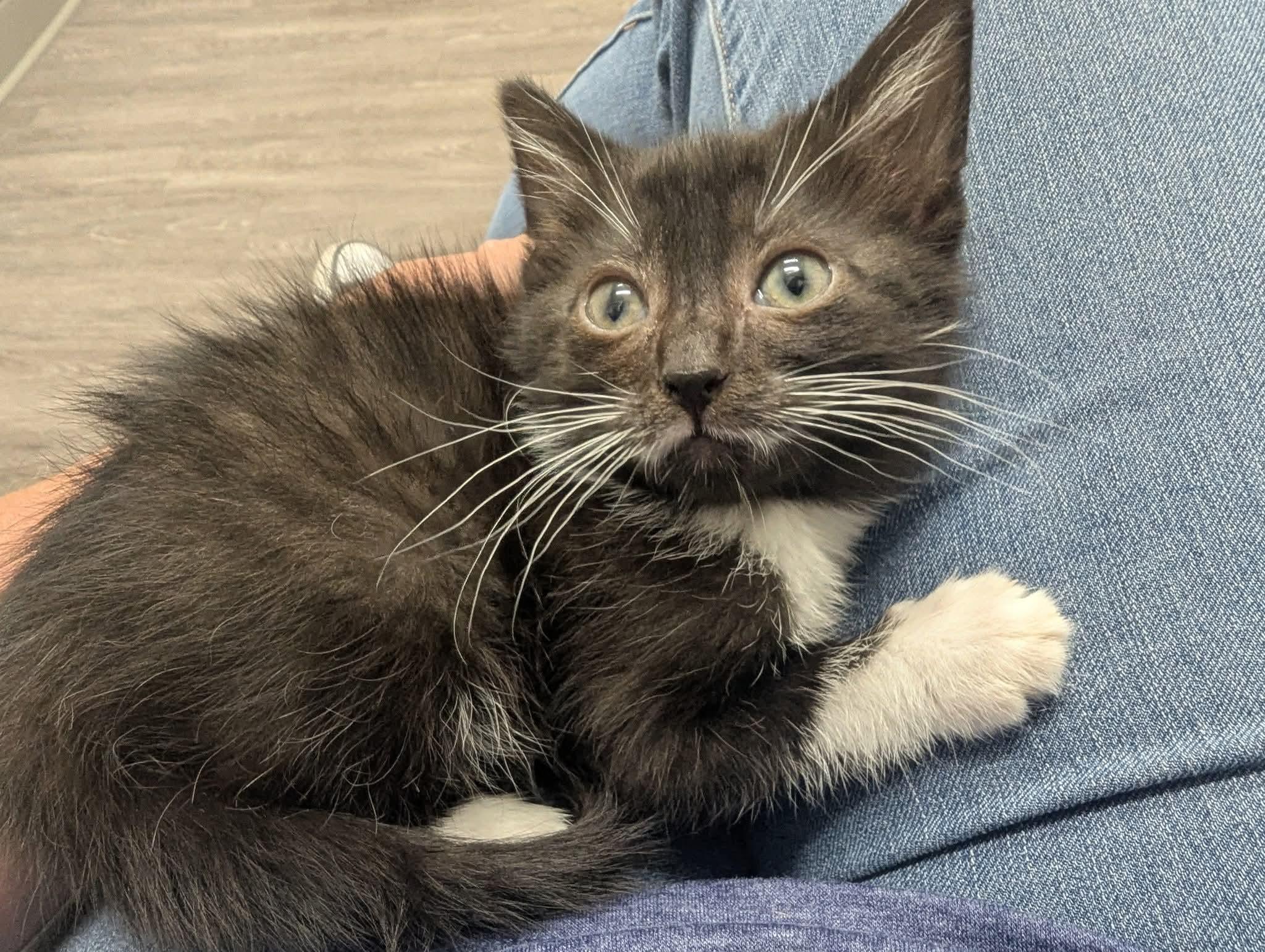 Matcha, Baby Female unknown