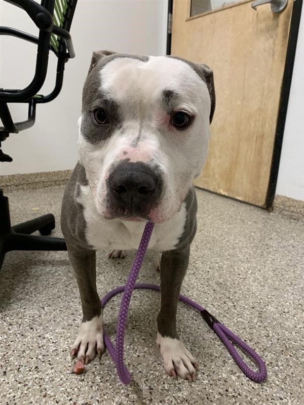 Enlarge Dallas, a Adoptable mixed breed in Vancouver, WA image 1/2