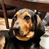 PLEASE Help Blaze (CO), adopted, Young Male Black and Tan Coonhound.