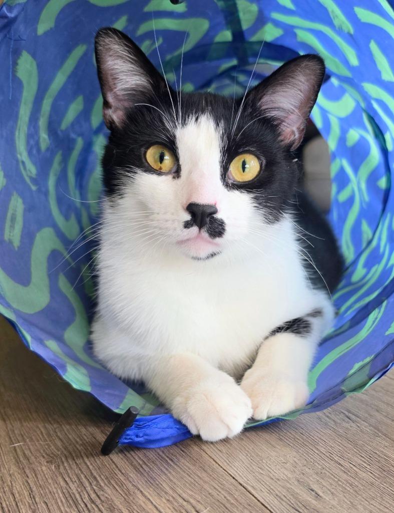 Mister Mustachio, Adoptable, Young Male Domestic Short Hair.
