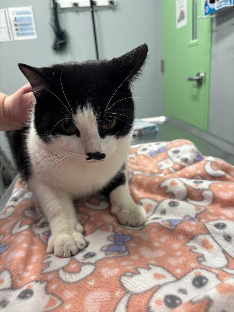 Enlarge Mister Mustachio, a Adoptable mixed breed in Bloomington, IN image 2/3