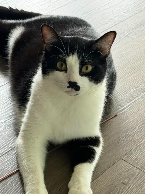 Enlarge Mister Mustachio, a Adoptable mixed breed in Bloomington, IN image 3/3