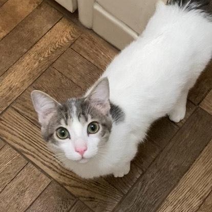Frankie, ADOPTABLE, Kitten Male Domestic Short Hair.
