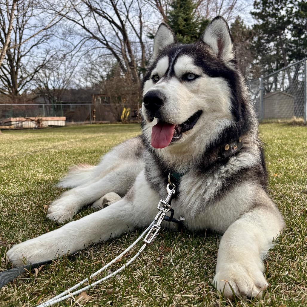 Enlarge Luka, a Adoptable mixed breed in Blaine, MN image 5/6