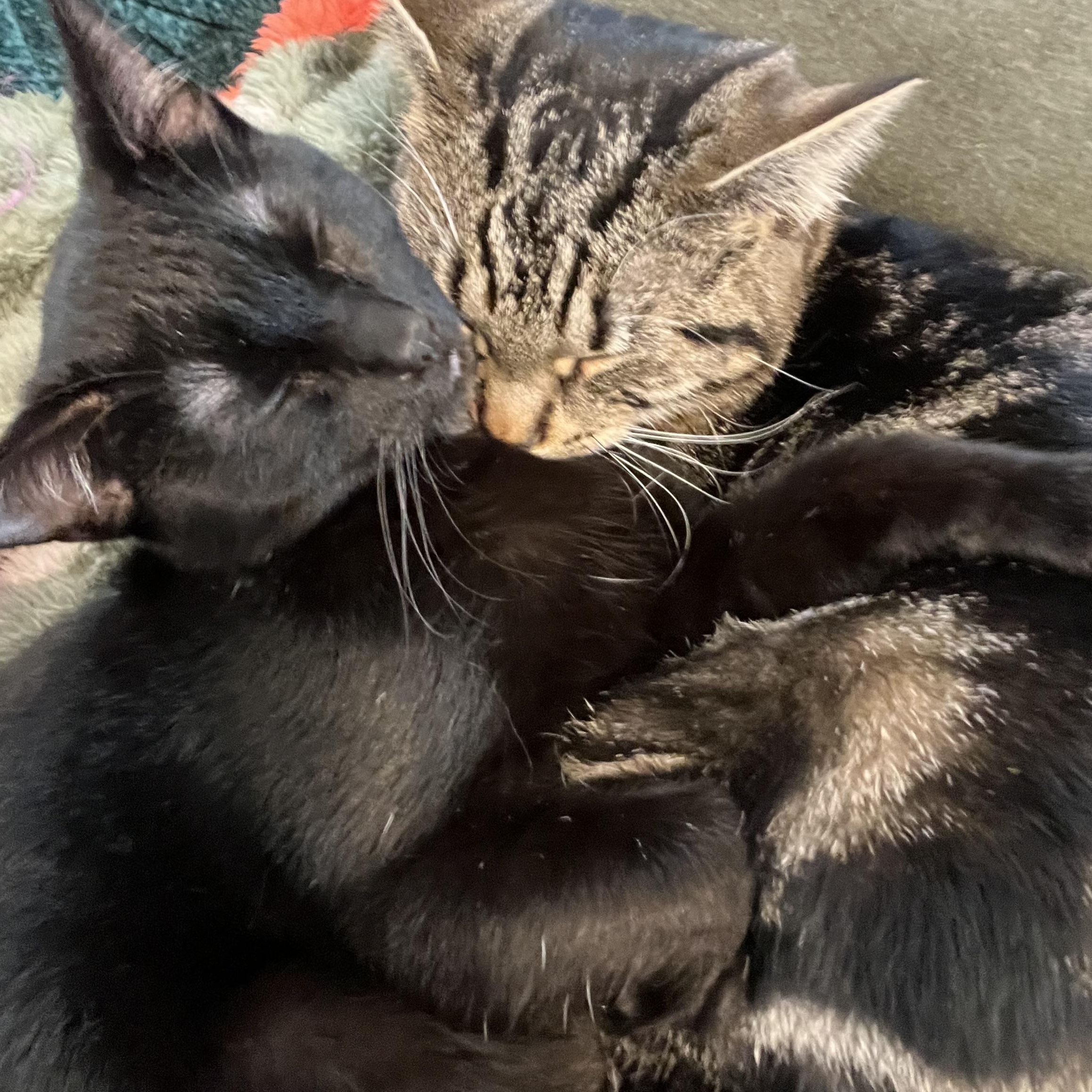 Enlarge Tank & Cargo, a Adoptable Domestic Short Hair in Manhattan, KS image 3/4