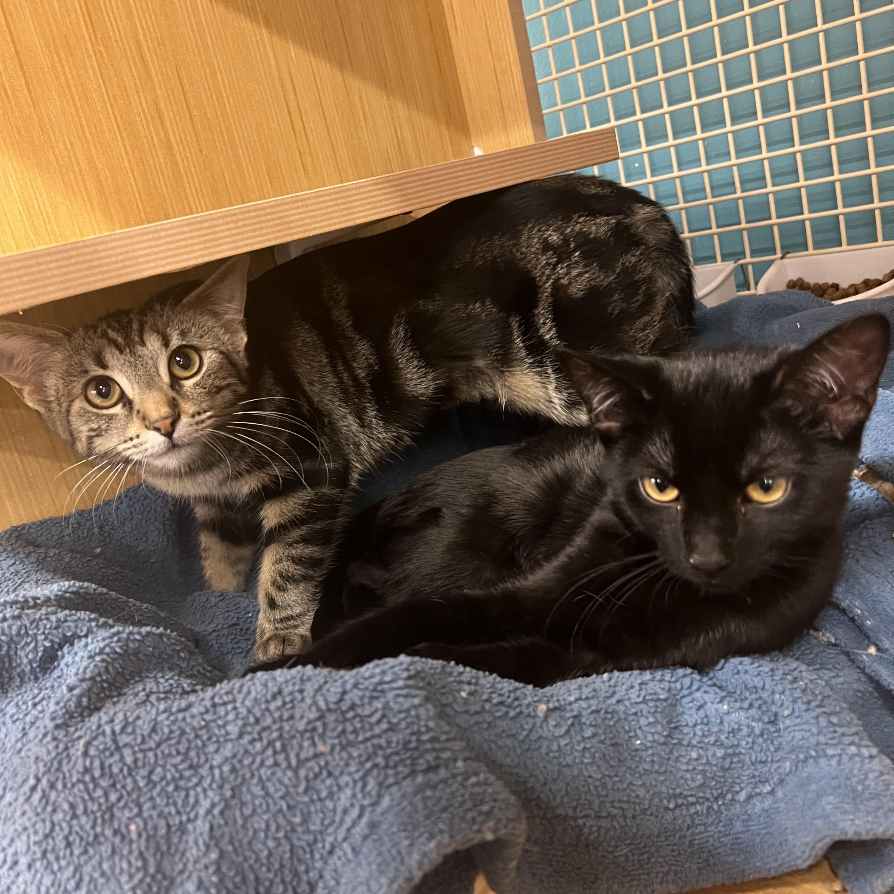 Tank & Cargo, Adoptable, Kitten Female Domestic Short Hair.