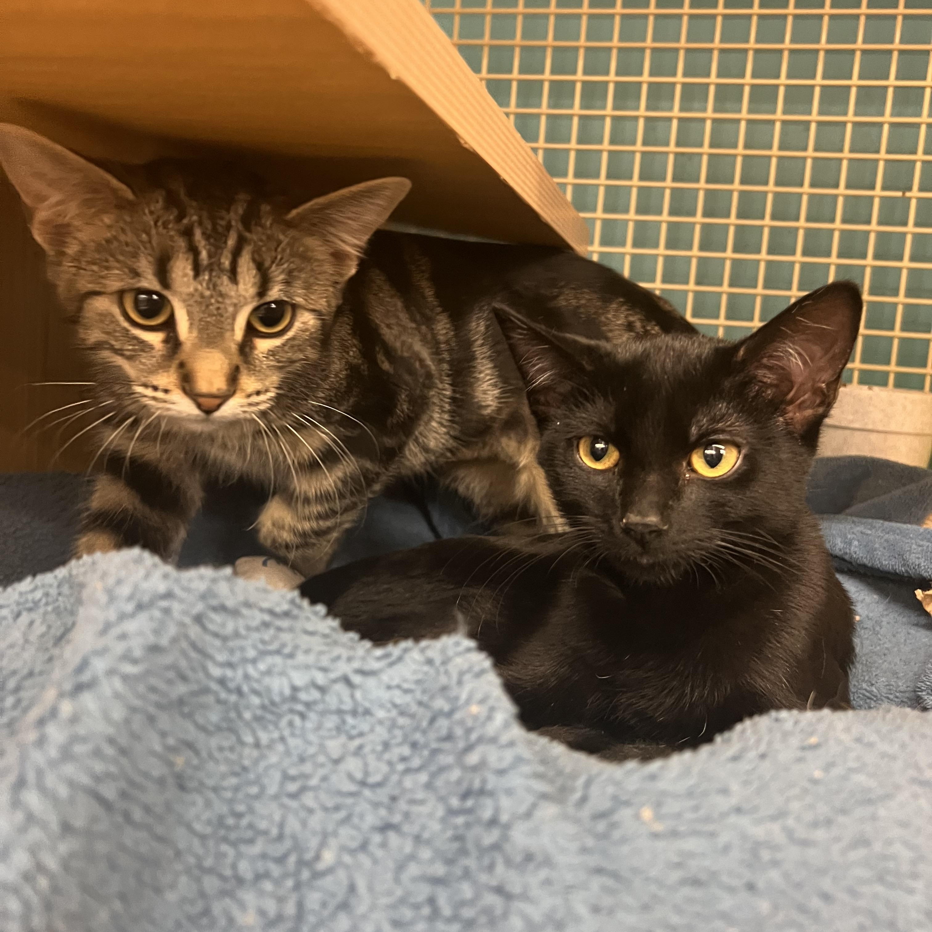 Tank & Cargo, Adoptable, Kitten Female Domestic Short Hair.