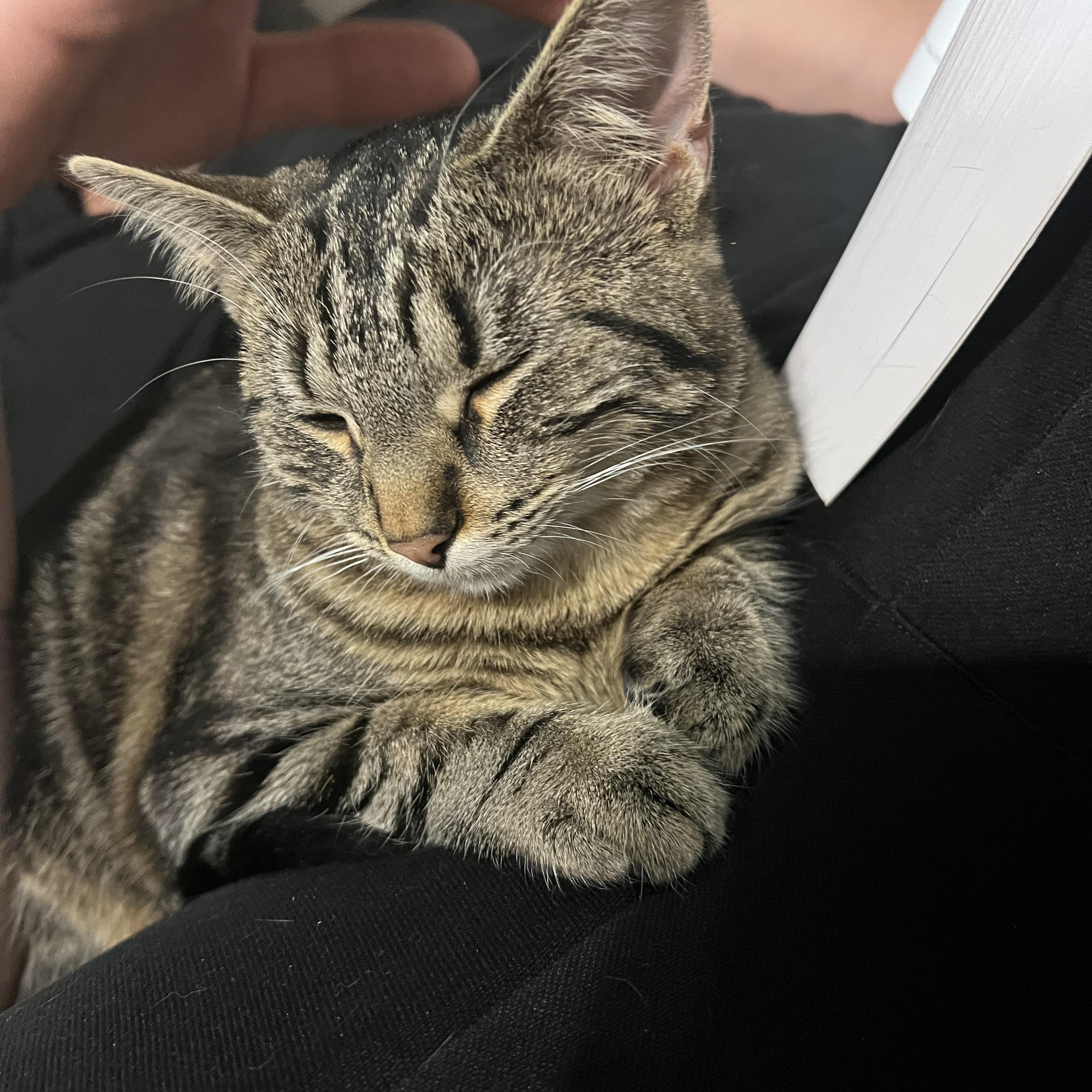 Enlarge Tank & Cargo, a Adoptable Domestic Short Hair in Manhattan, KS image 4/4