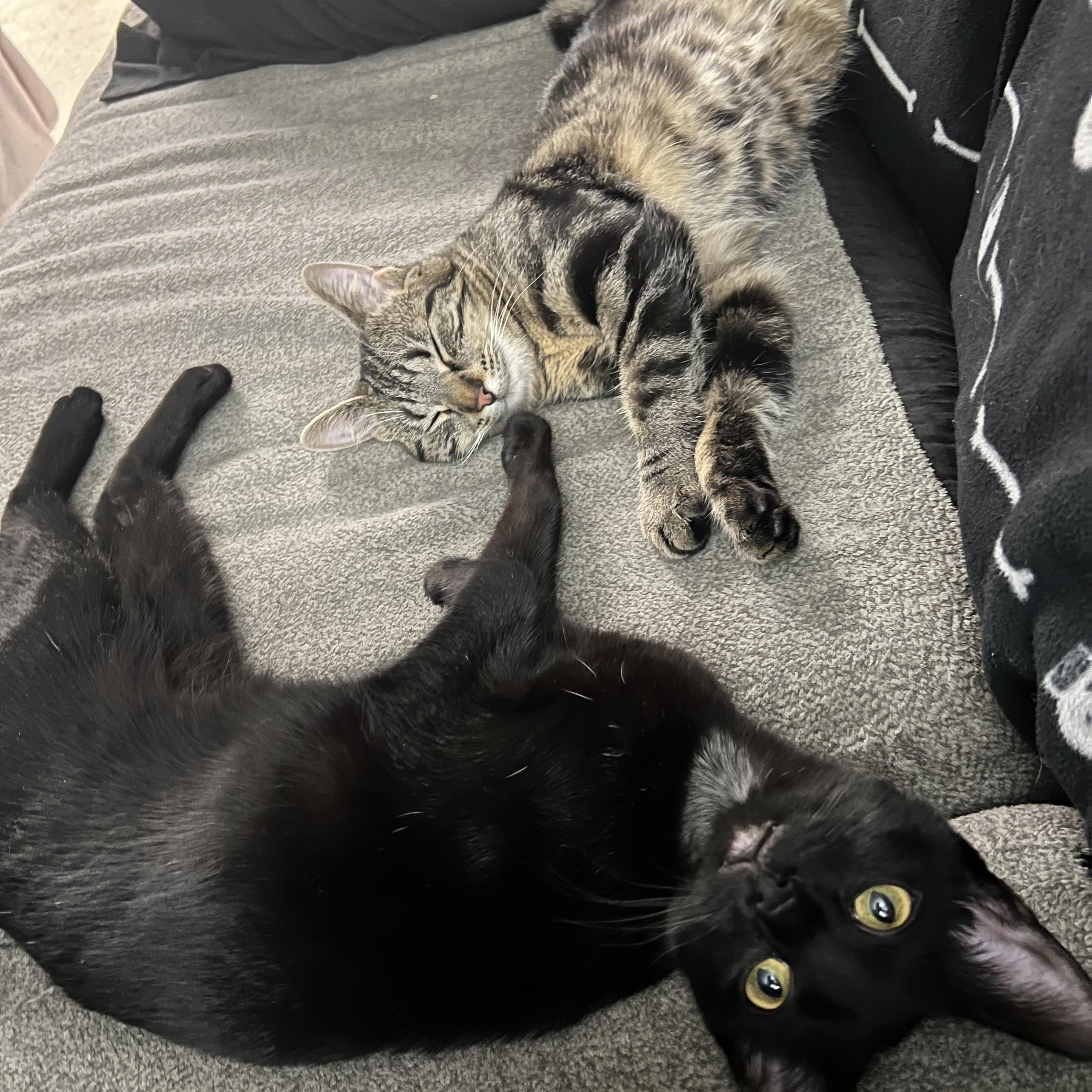 Enlarge Tank & Cargo, a Adoptable Domestic Short Hair in Manhattan, KS image 2/4