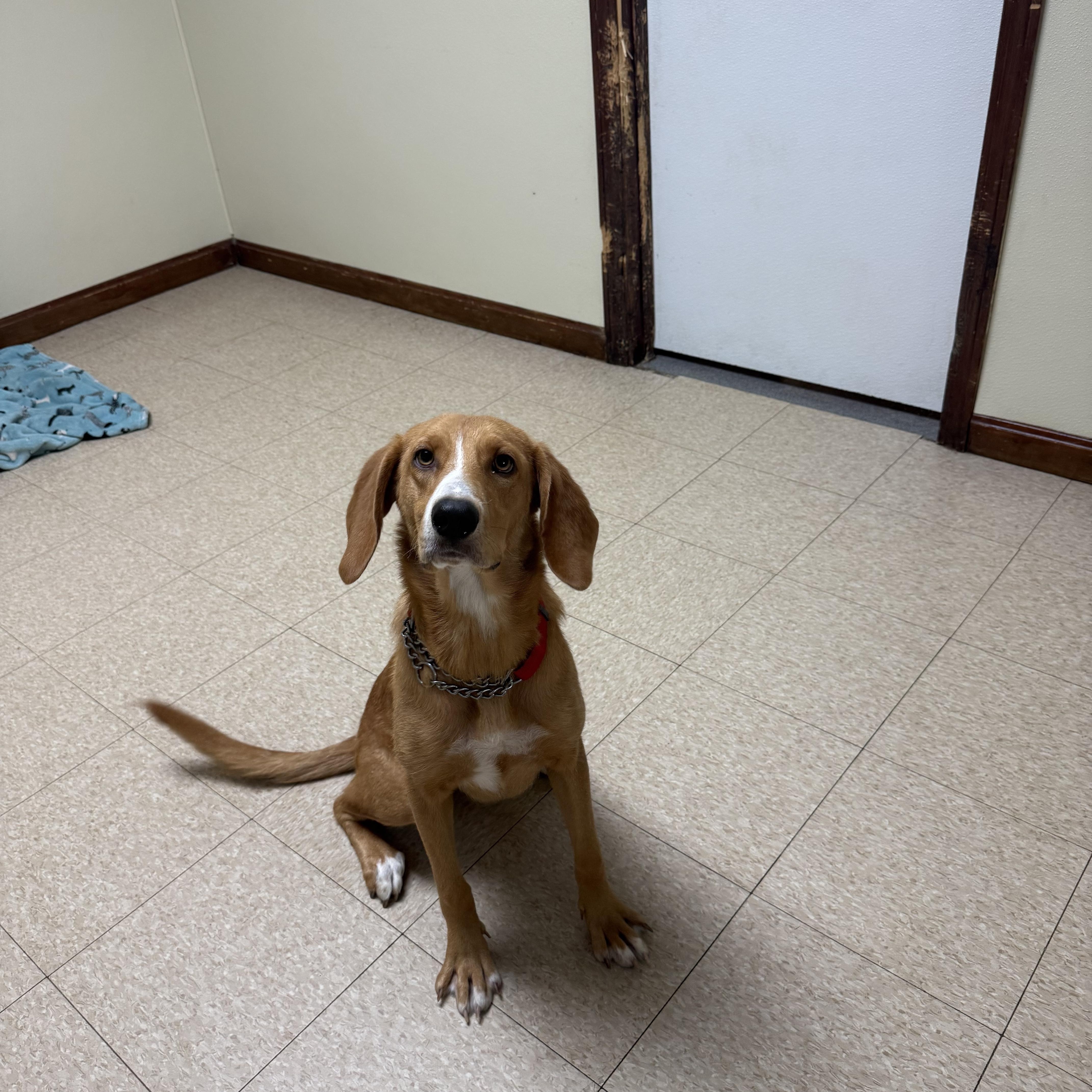 Honey, an adopted mixed breed in Douglas, MA image 3/6
