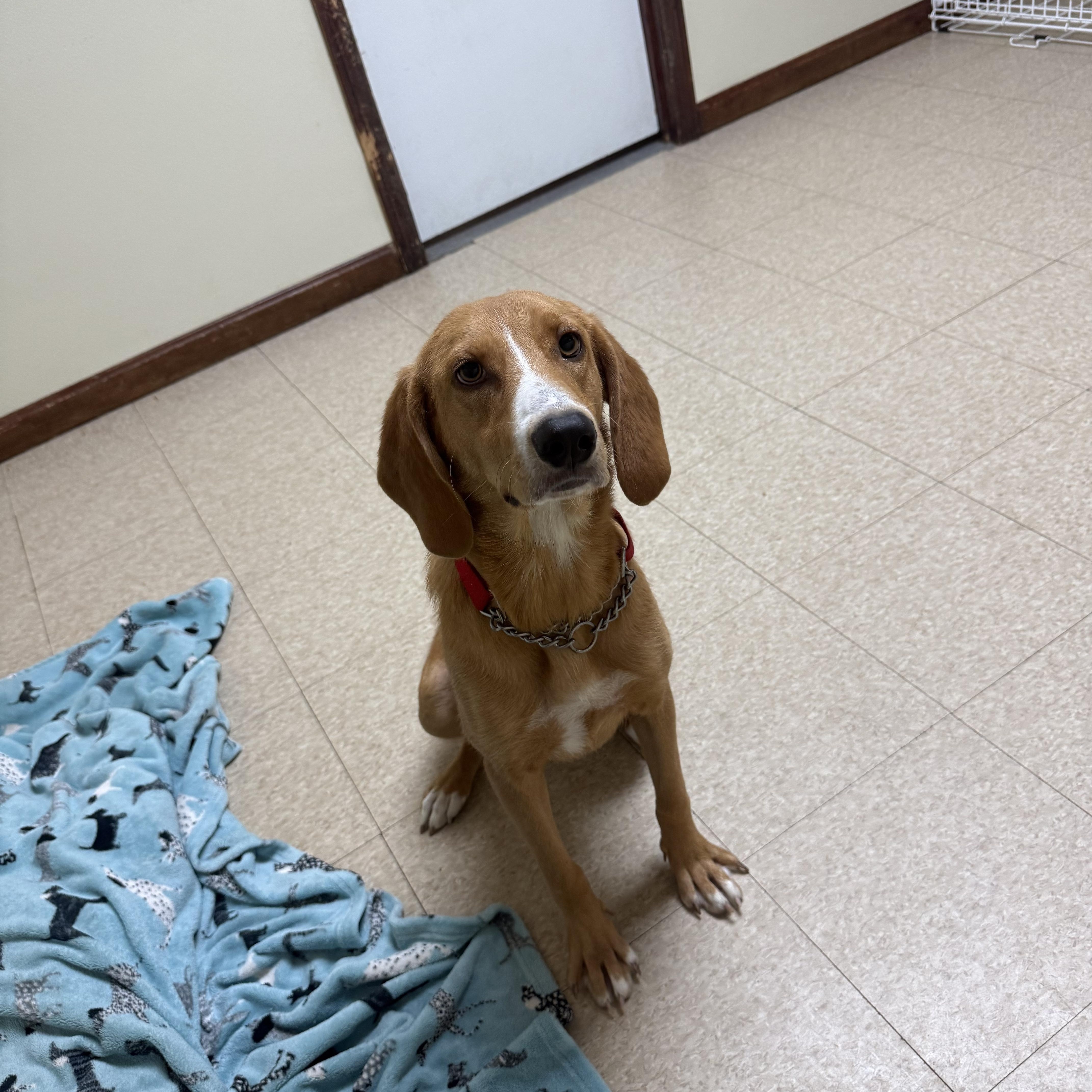 Honey, an adopted mixed breed in Douglas, MA image 6/6