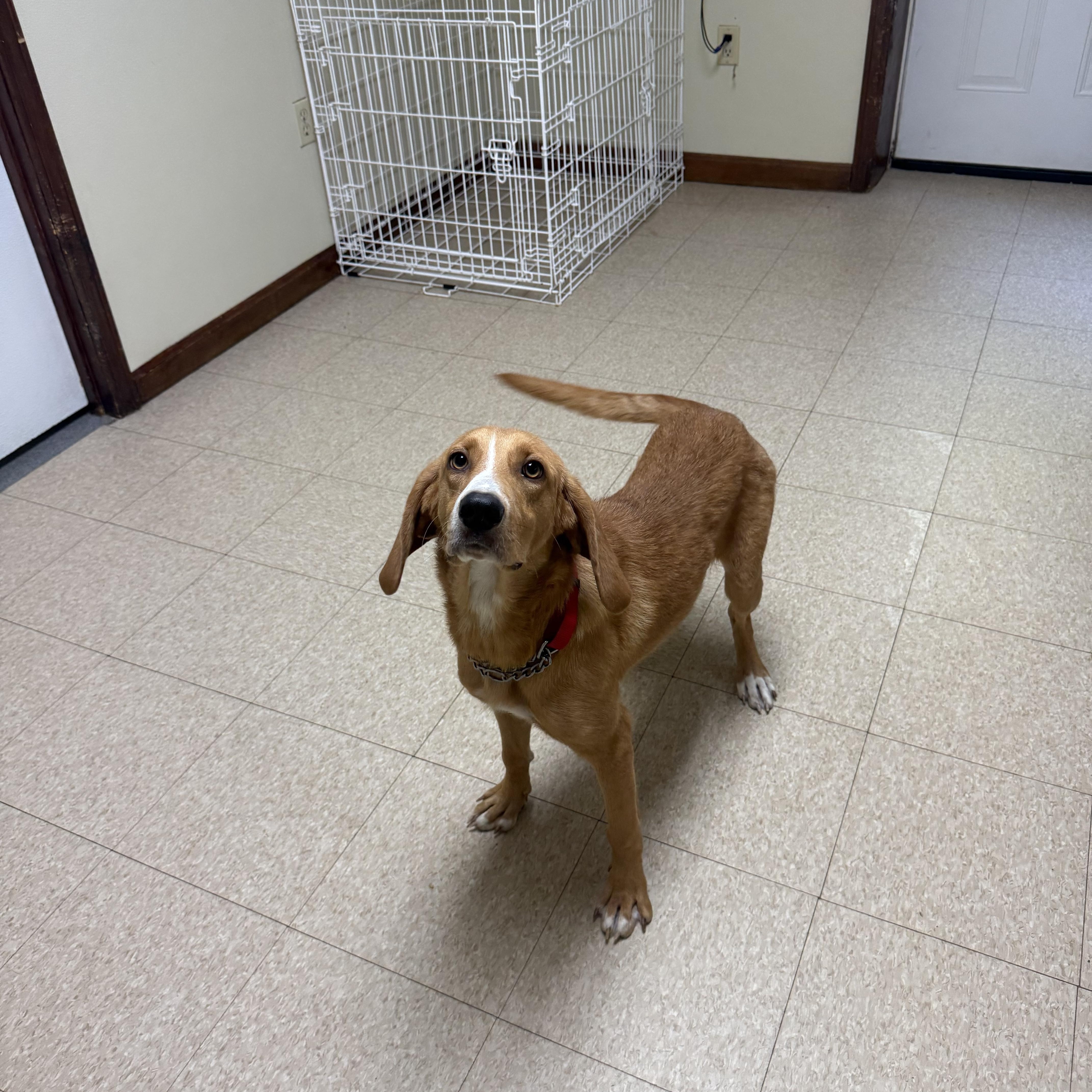 Honey, an adopted mixed breed in Douglas, MA image 1/6
