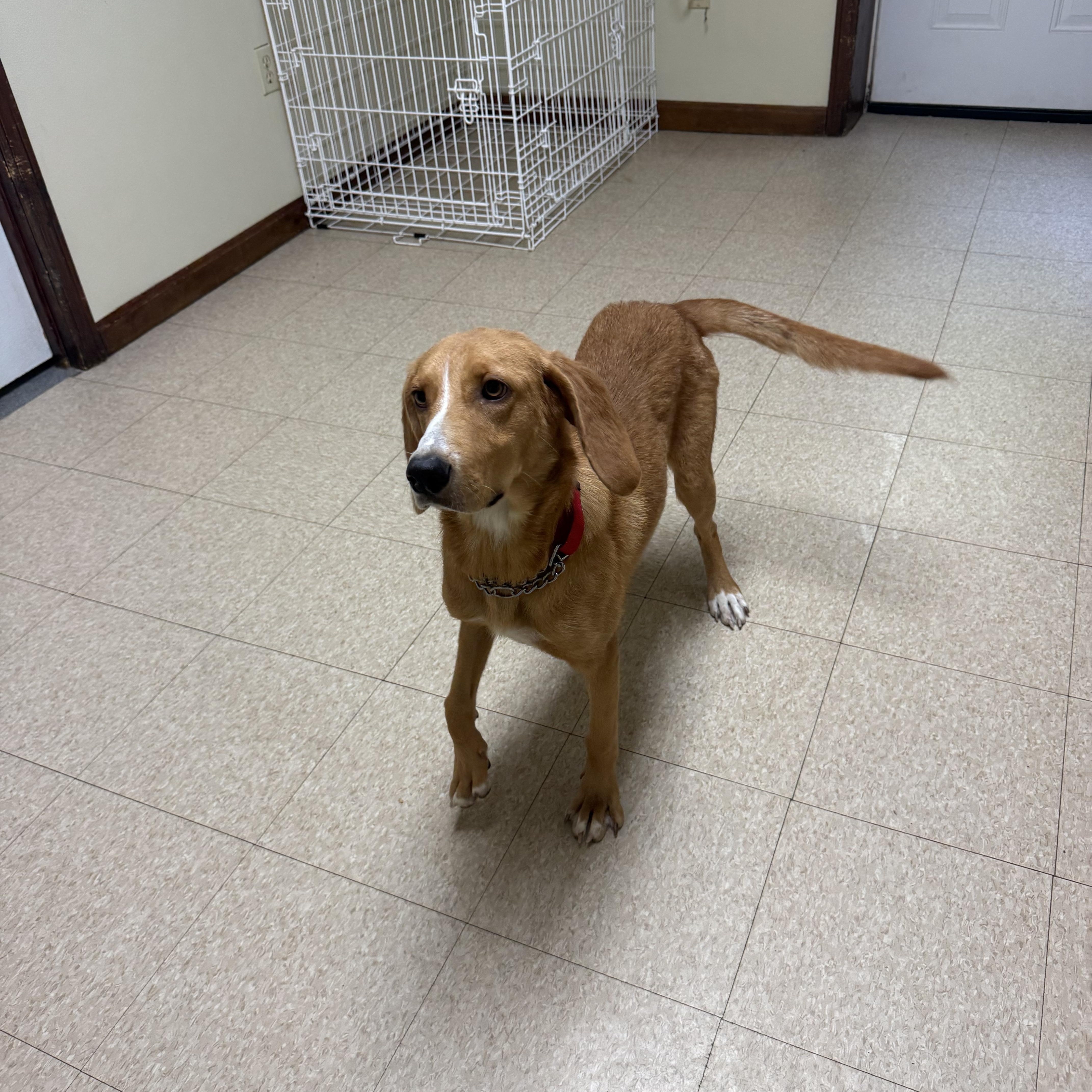 Honey, an adopted mixed breed in Douglas, MA image 2/6