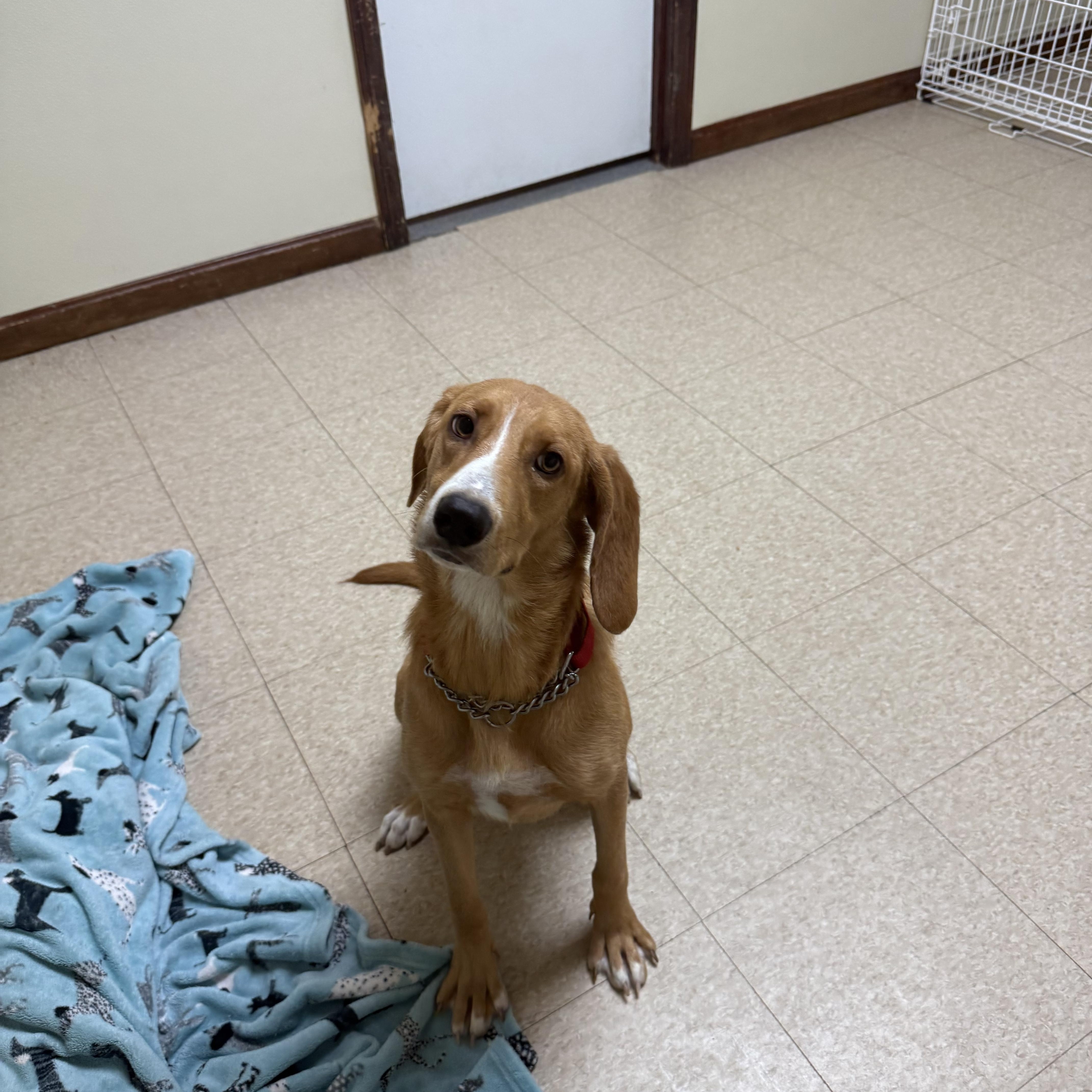 Honey, an adopted mixed breed in Douglas, MA image 5/6