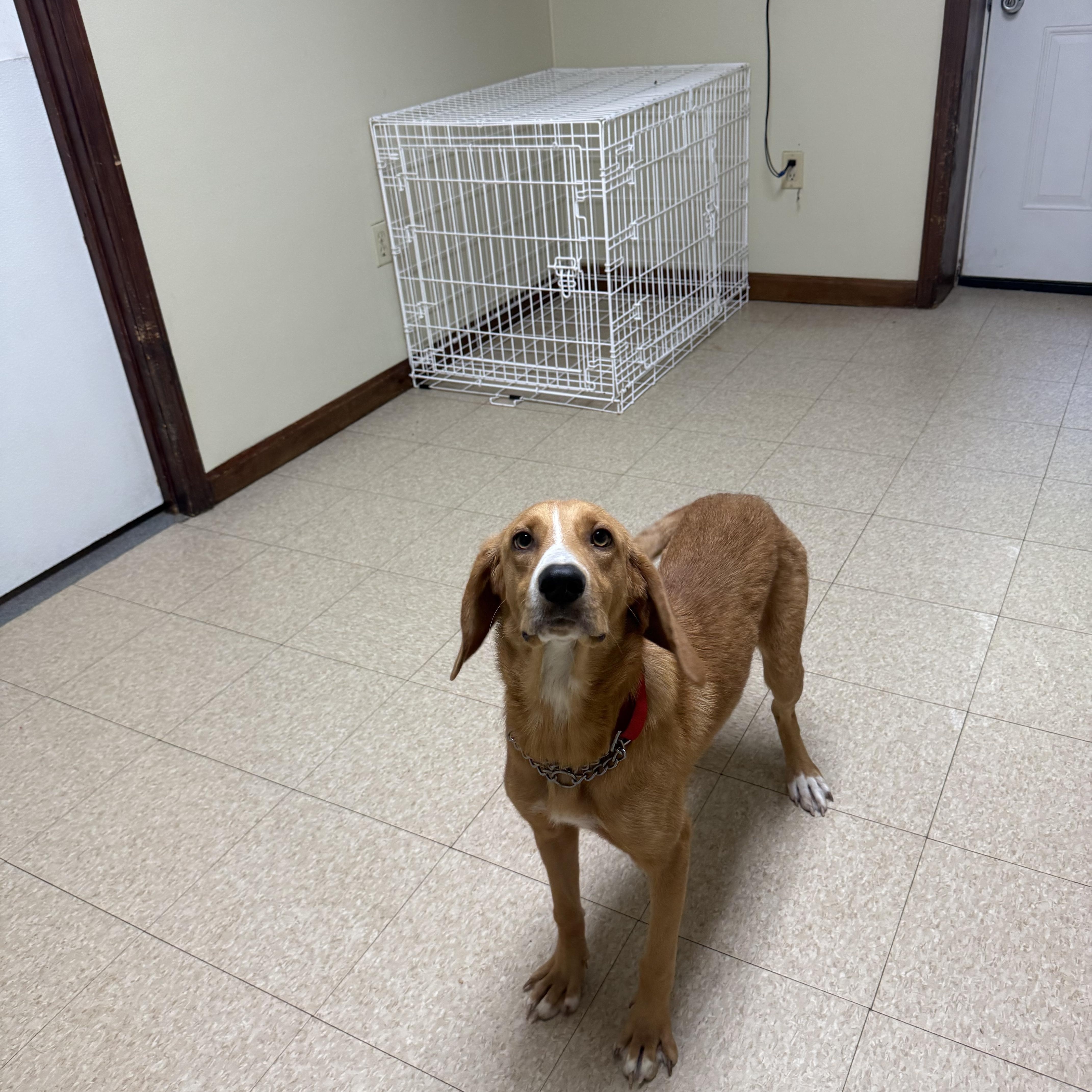 Honey, an adopted mixed breed in Douglas, MA image 4/6