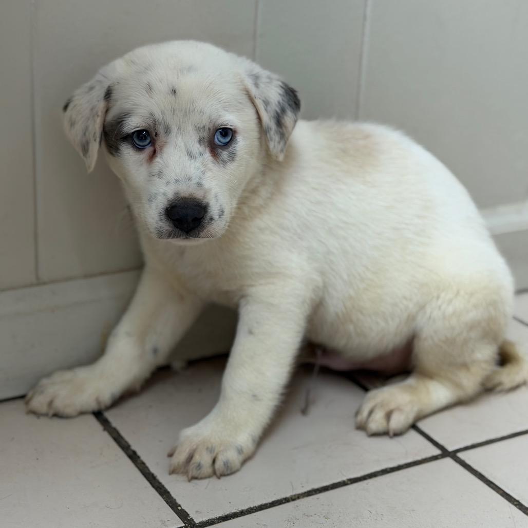 Huey — thumbnail 2