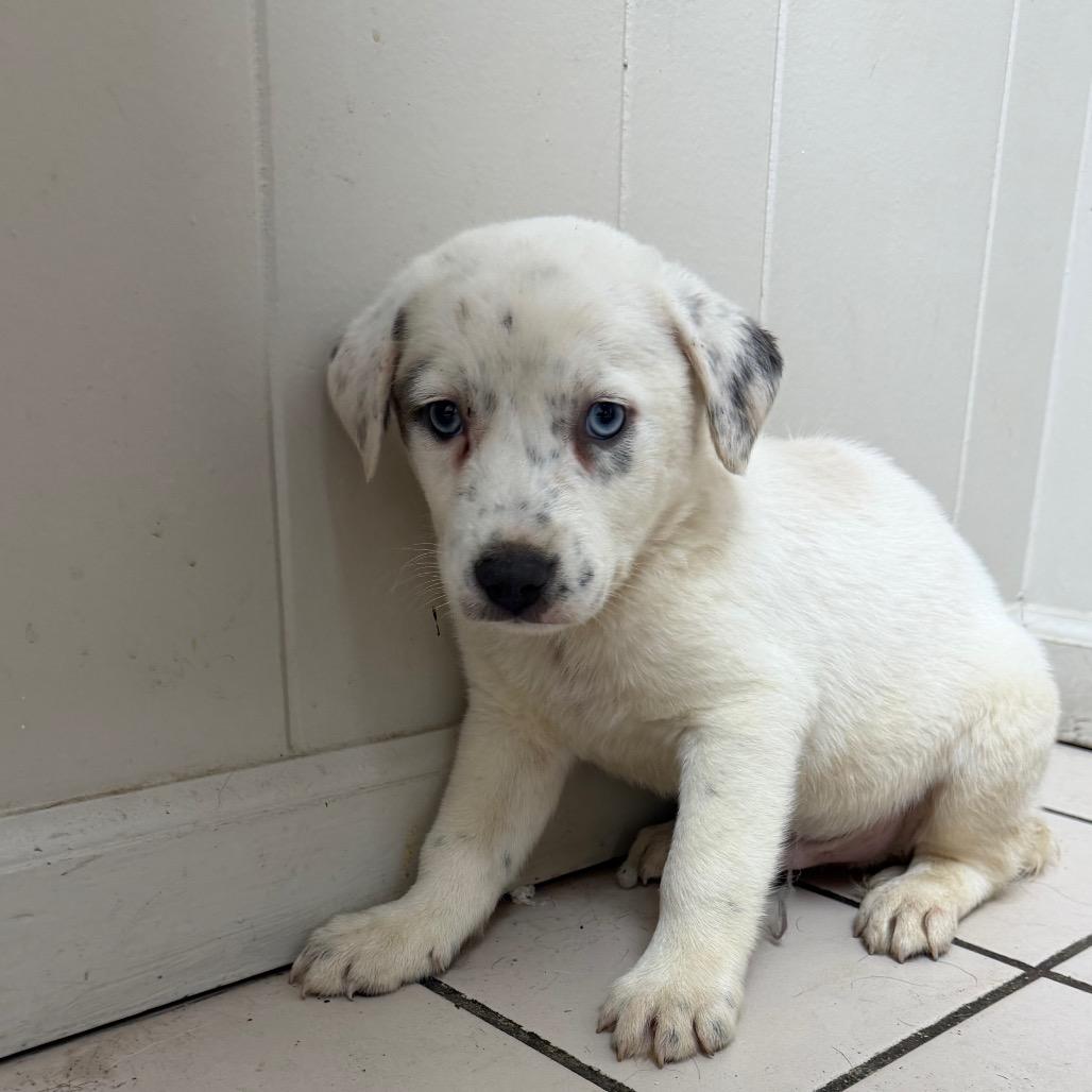 Huey — thumbnail 3