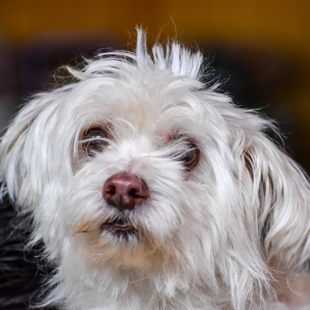 Enlarge Mini Available 9/26, a Adoptable mixed breed in Loves Park, IL image 1/2