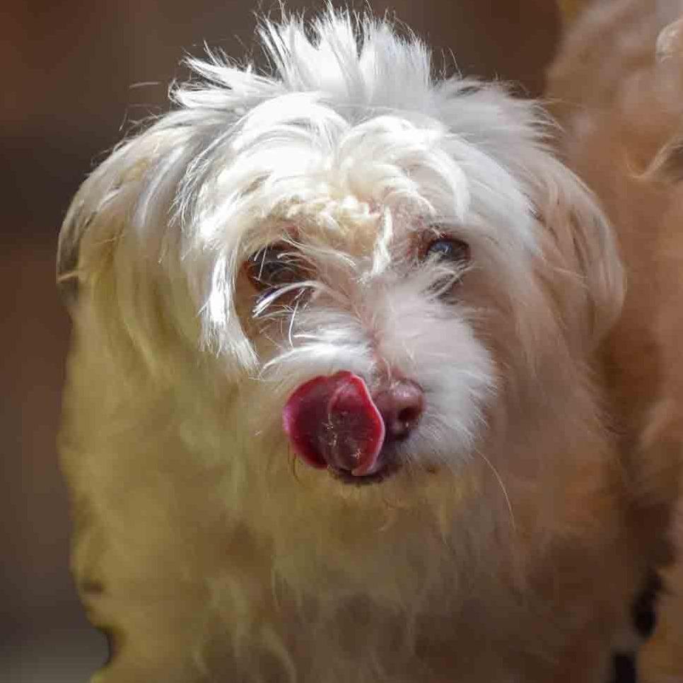 Enlarge Mini Available 9/26, a Adoptable mixed breed in Loves Park, IL image 2/2