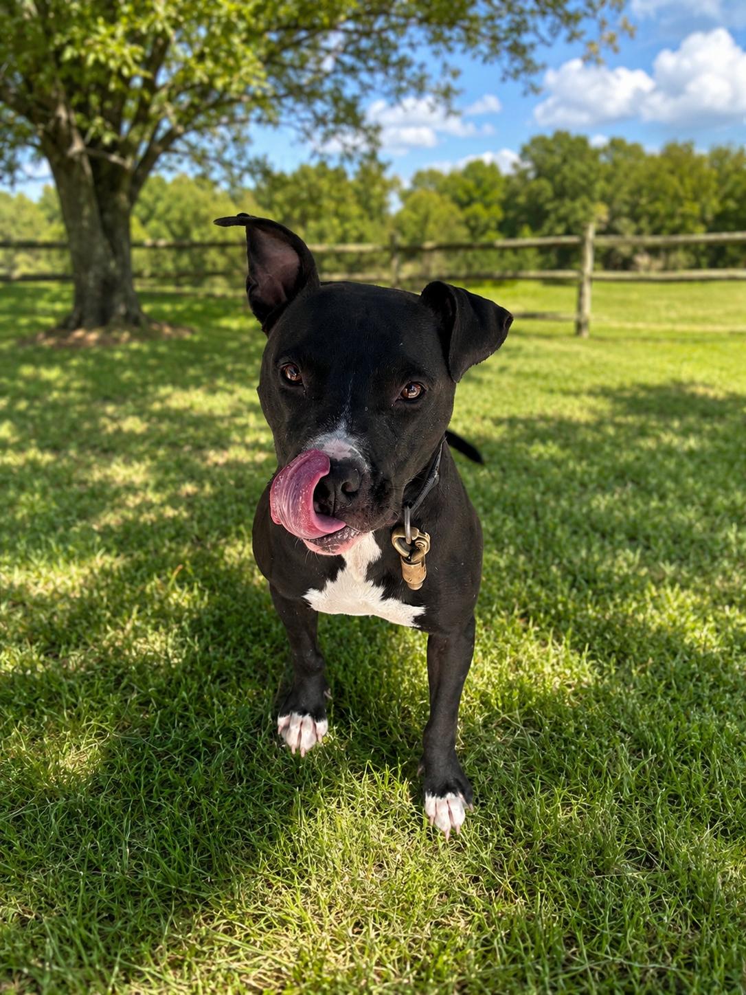 Prince, Adoptable, Adult Male Pit Bull Terrier & Mixed Breed.