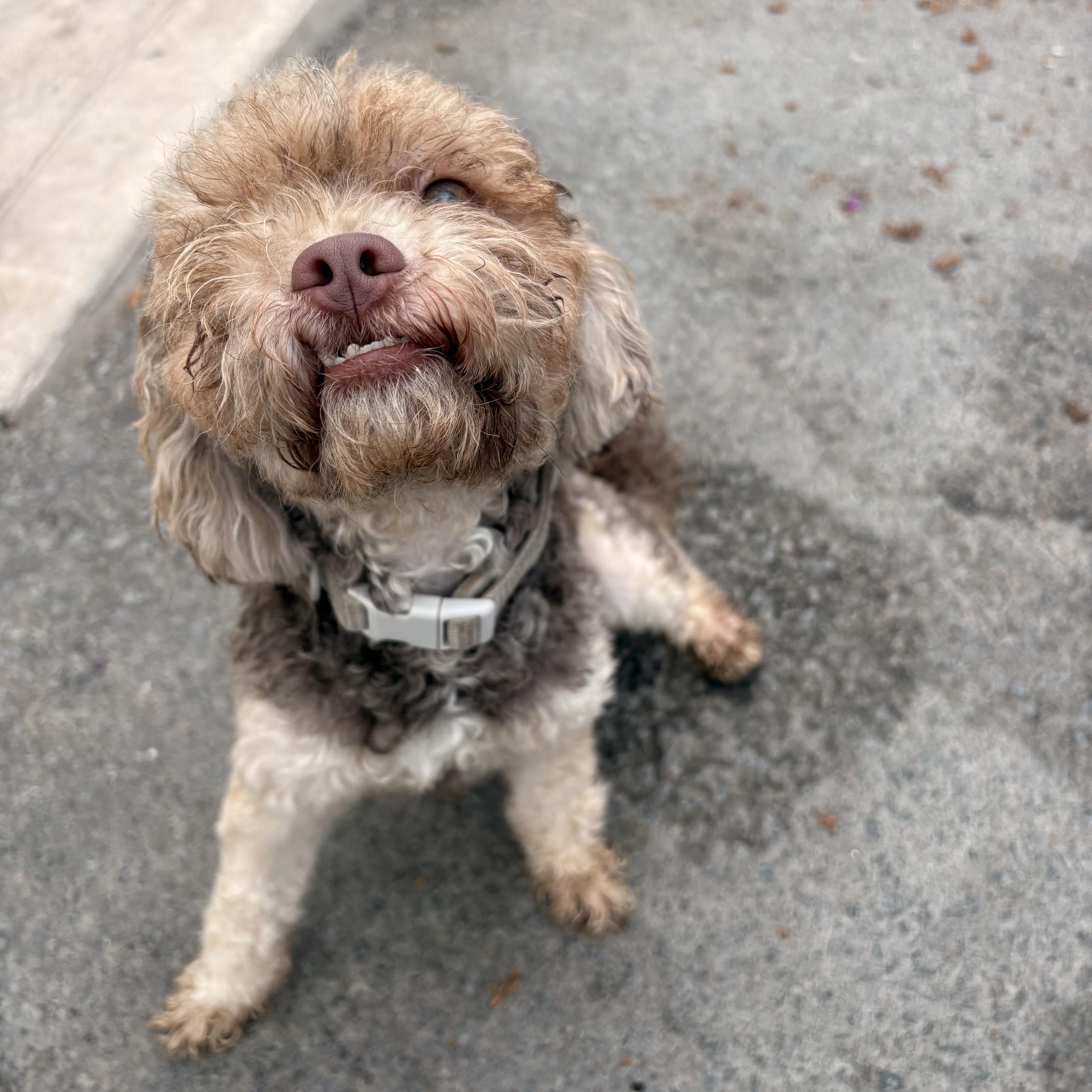 Enlarge Rocky, a Adoptable Poodle in West Covina, CA image 3/3