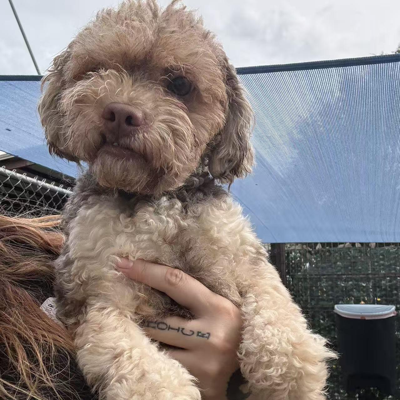 Rocky, Adoptable, Young Male Poodle.