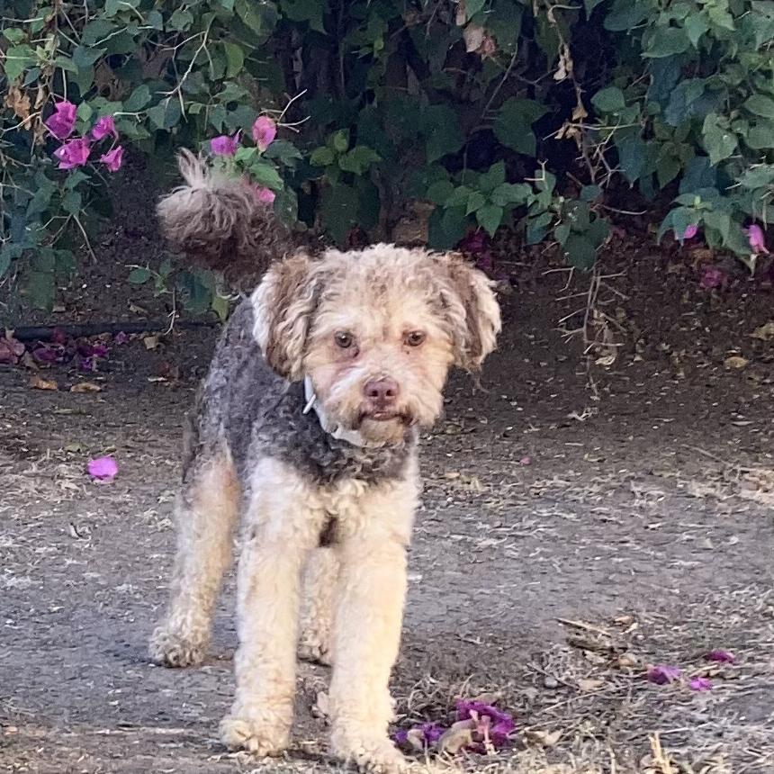 Enlarge Rocky, a Adoptable Poodle in West Covina, CA image 2/3