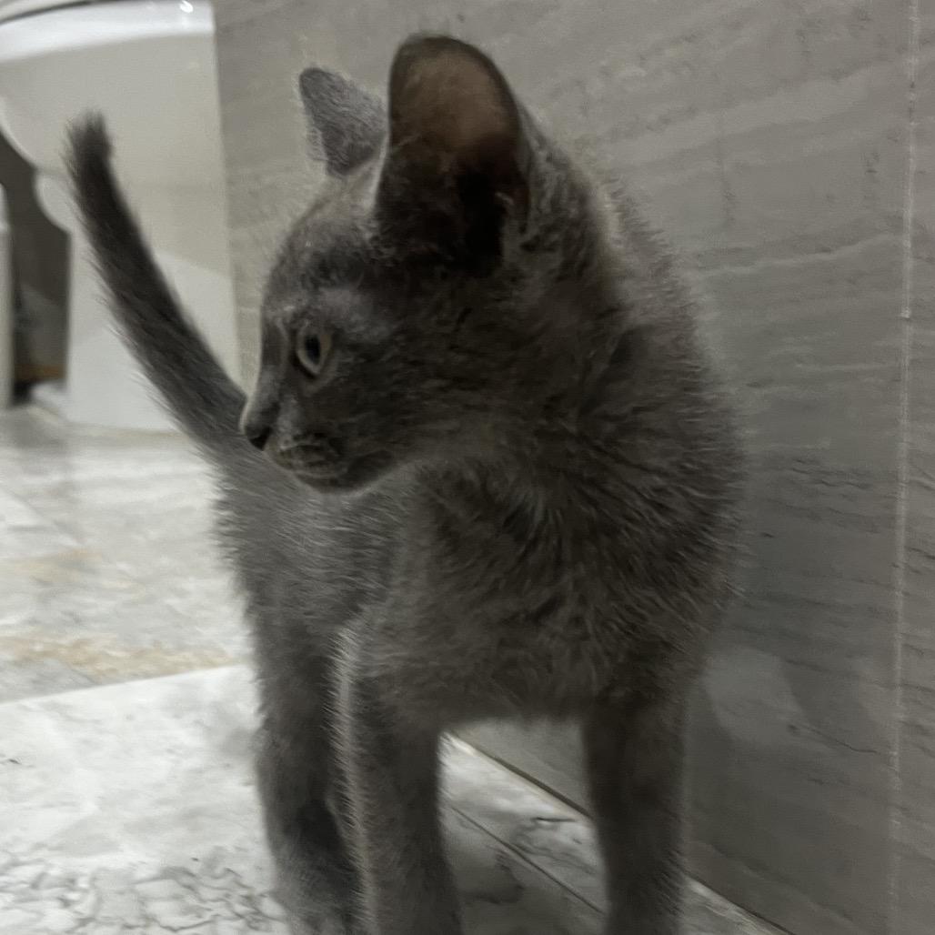 Cosmo, Adoptable, Kitten Male Russian Blue.