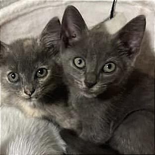 Cosmo, a Adoptable Russian Blue in Rio Grande, PR image 2/5