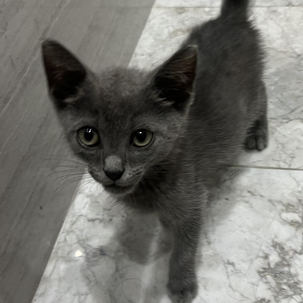 Cosmo, a Adoptable Russian Blue in Rio Grande, PR image 3/5