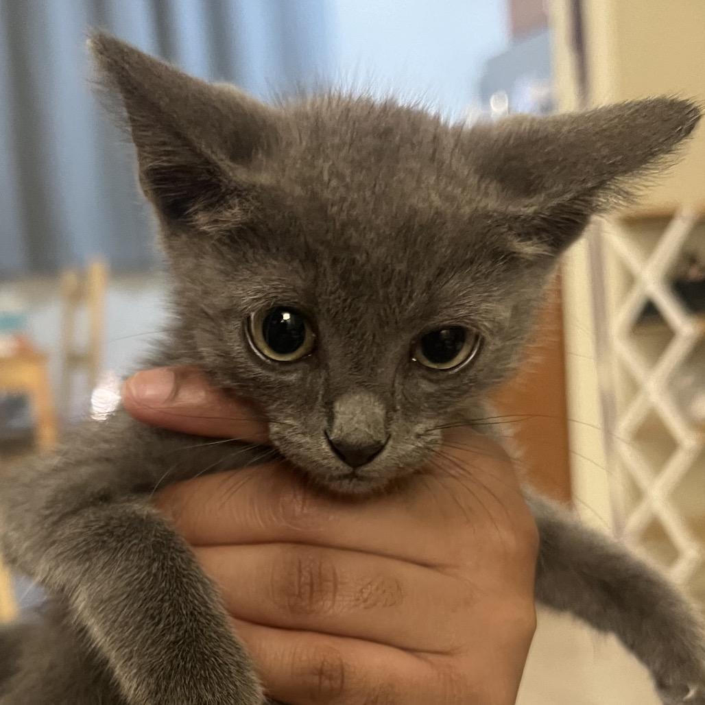 Cosmo, a Adoptable Russian Blue in Rio Grande, PR image 4/5