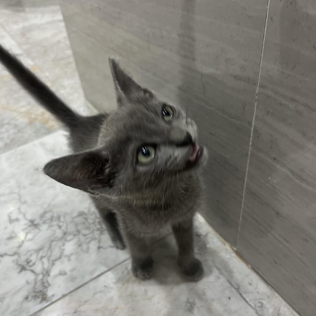 Cosmo, a Adoptable Russian Blue in Rio Grande, PR image 5/5