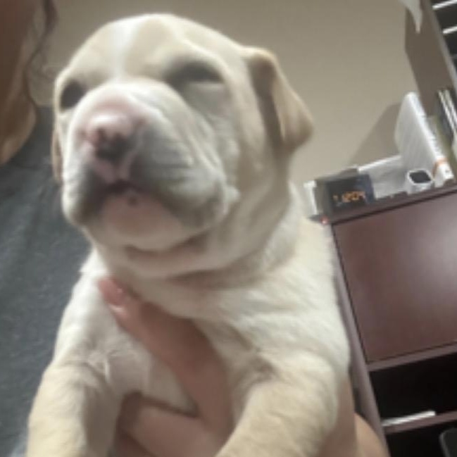 Yukon — thumbnail 3