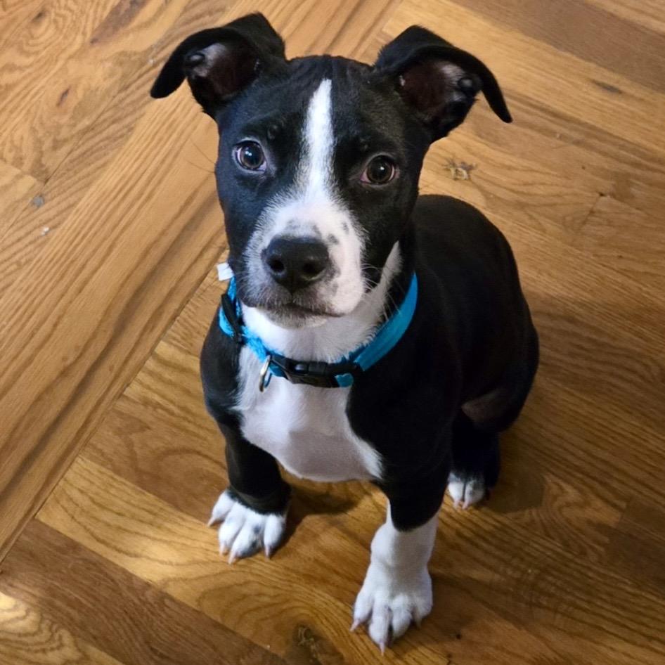 Apollo, Adoptable, Puppy Male Boxer & Mixed Breed.