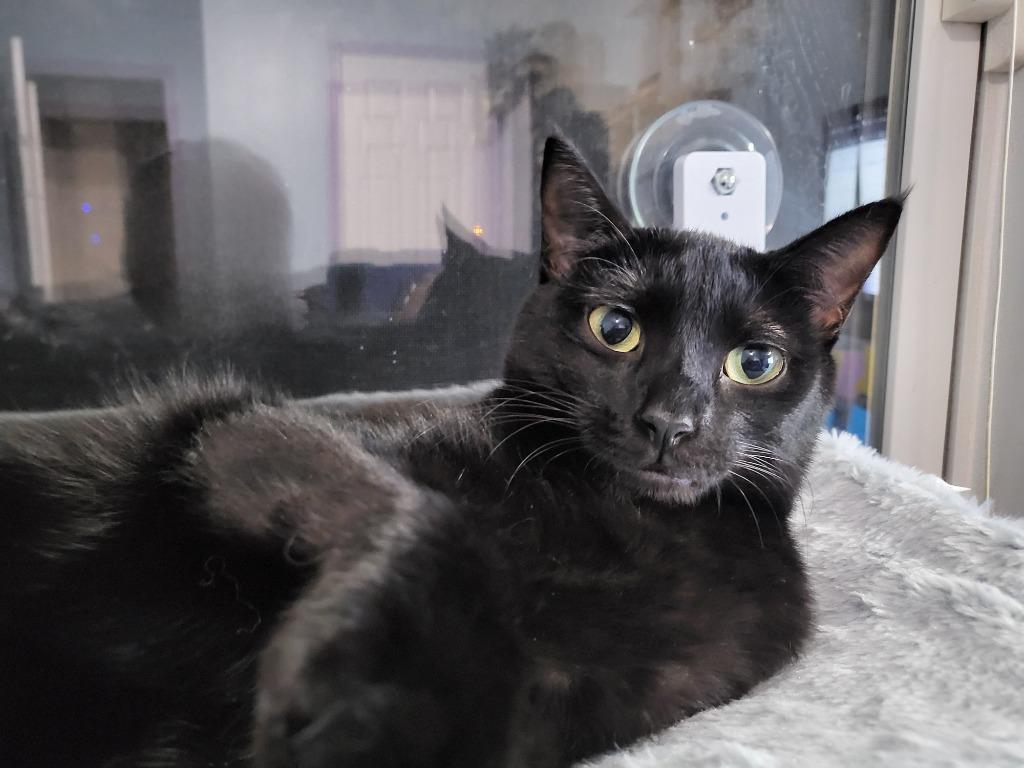 Ceira, Adoptable, Young Female Bombay.