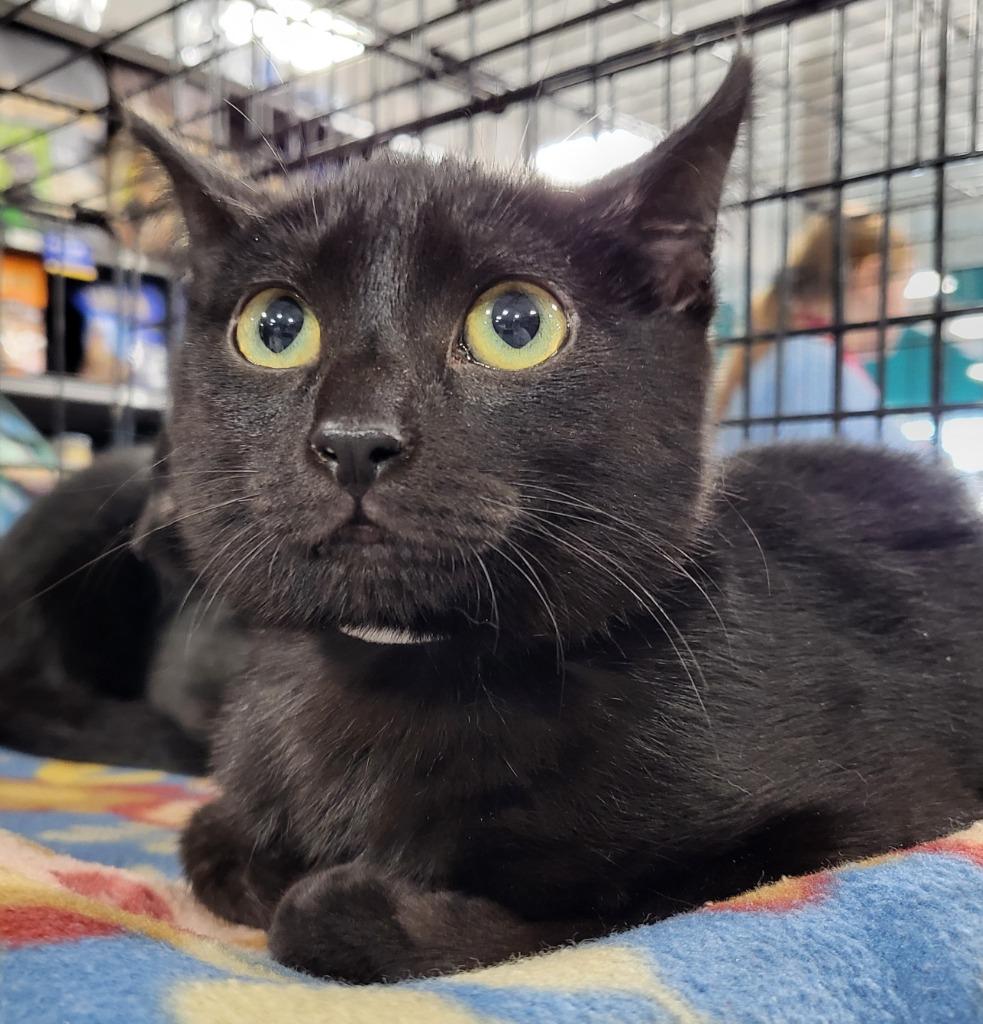 Ceira, Adoptable, Young Female Bombay.